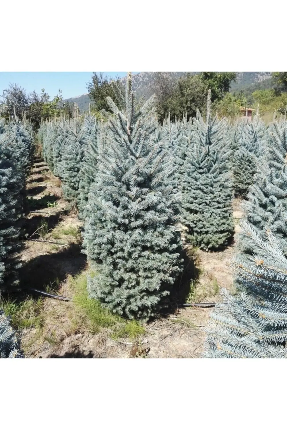 Yılbaşı Çamı Fidanı Mavi Ladin Saksılı 150 Cm-200cm