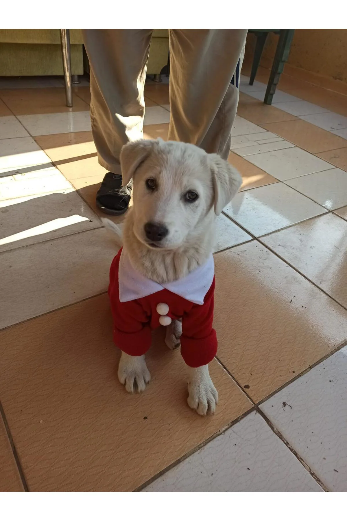 Yılbaşı Noel Kıyafeti - Kedi Ve Köpekler Için