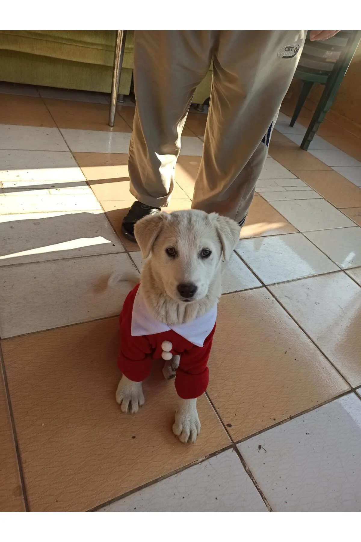 Yılbaşı Noel Kıyafeti - Kedi Ve Köpekler Için