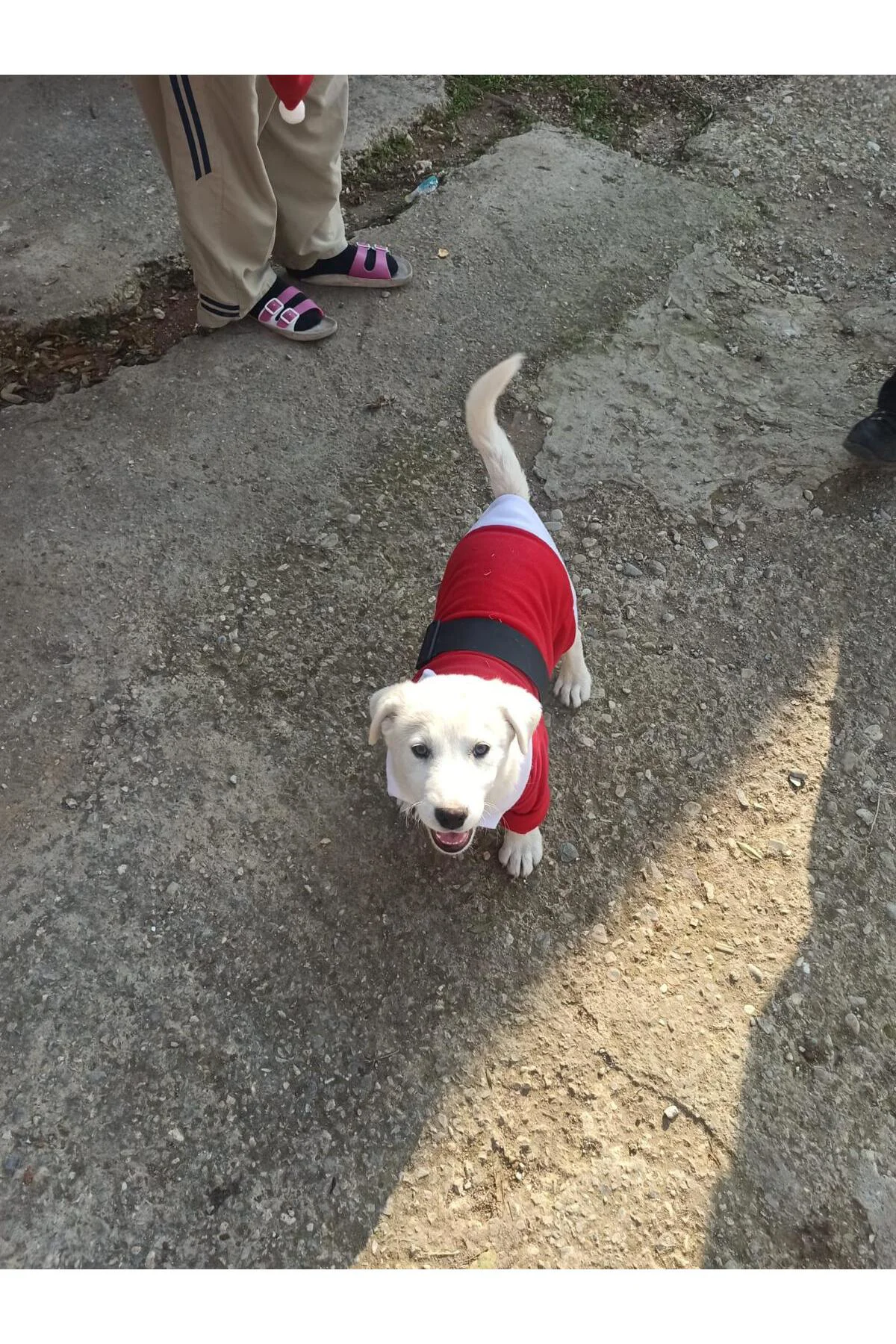 Yılbaşı Noel Kıyafeti - Kedi Ve Köpekler Için