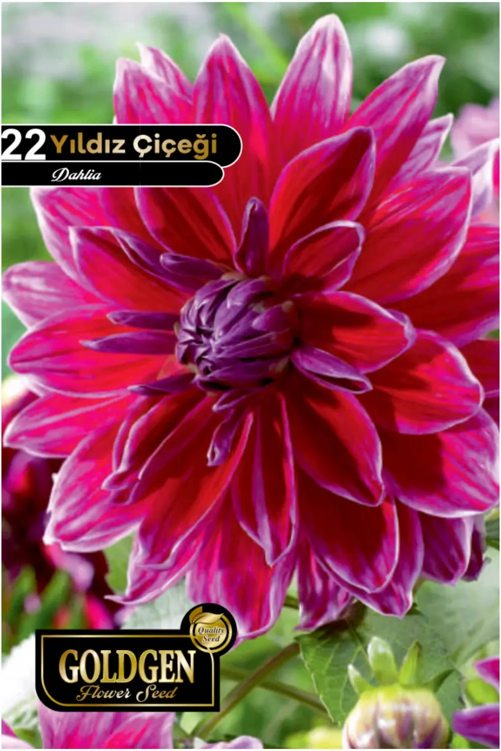 Yıldız Çiçeği Tohumu