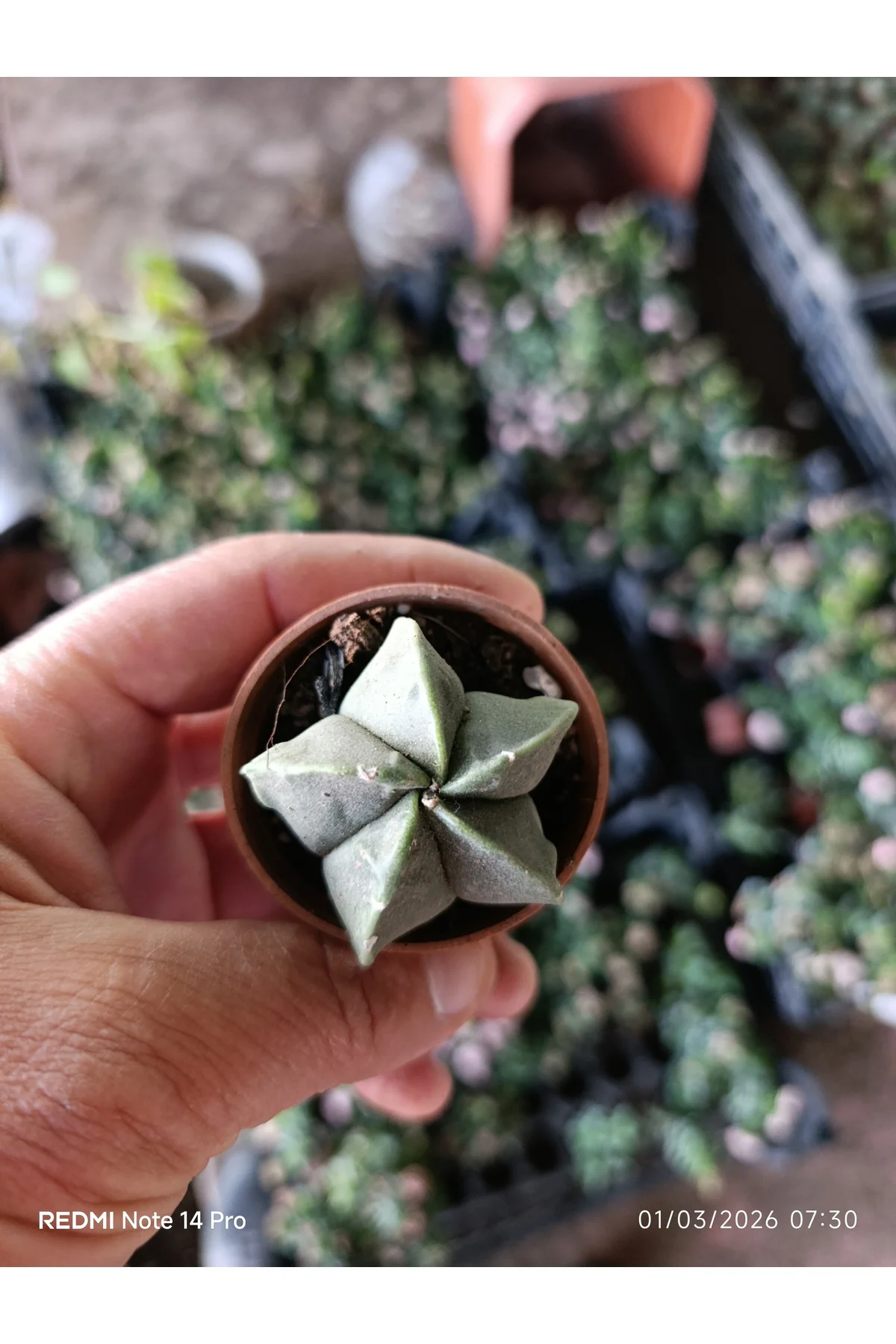 Yıldız Formlu Nadir Sukulent – Geometrik Mini Kaktüs 5,5 cm Saksı