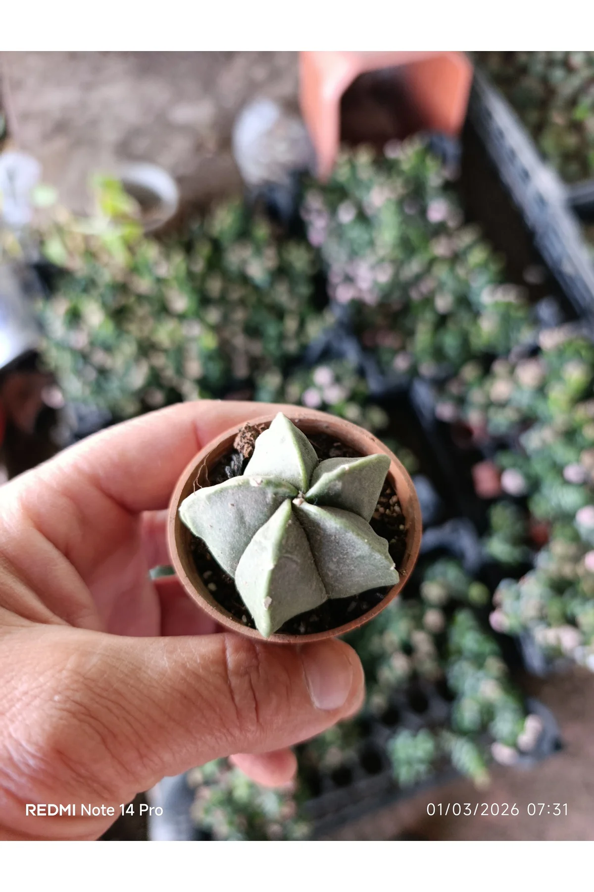 Yıldız Formlu Nadir Sukulent – Geometrik Mini Kaktüs 5,5 cm Saksı