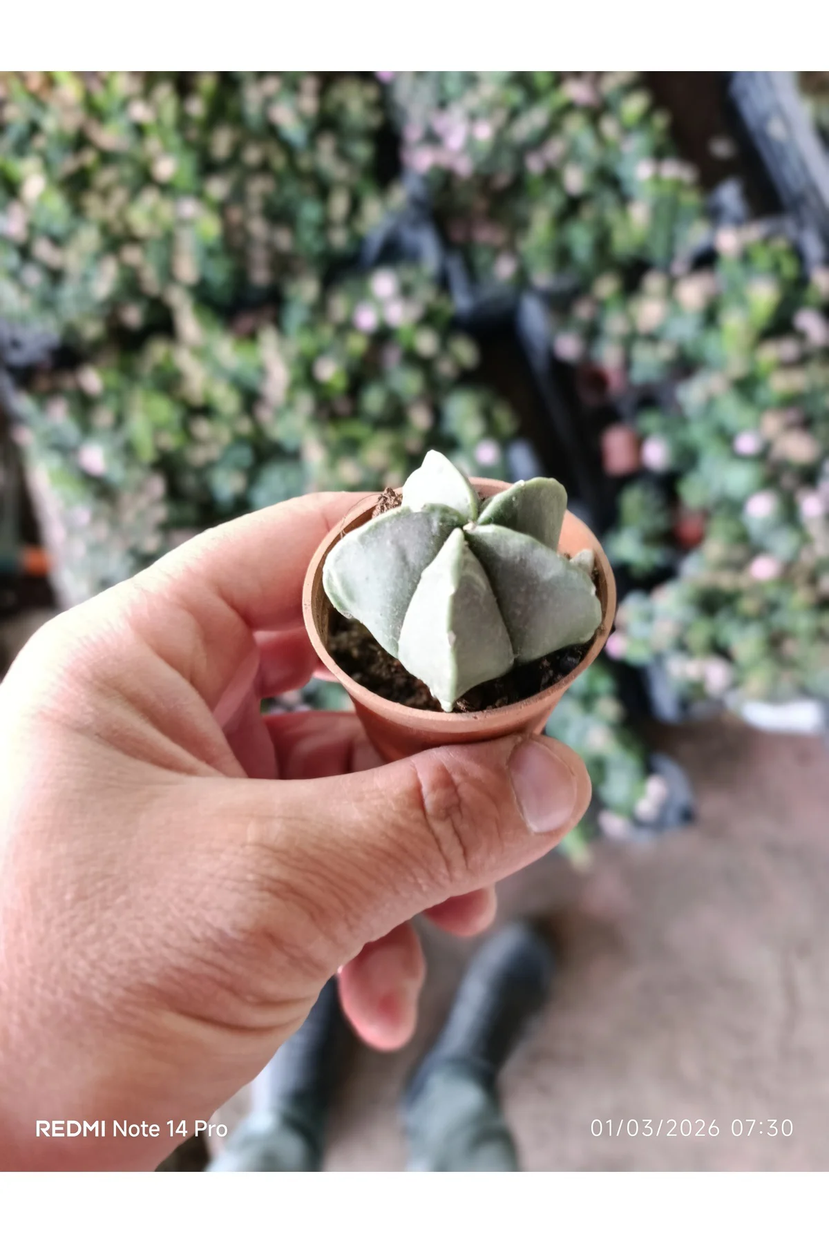 Yıldız Formlu Nadir Sukulent – Geometrik Mini Kaktüs 5,5 cm Saksı