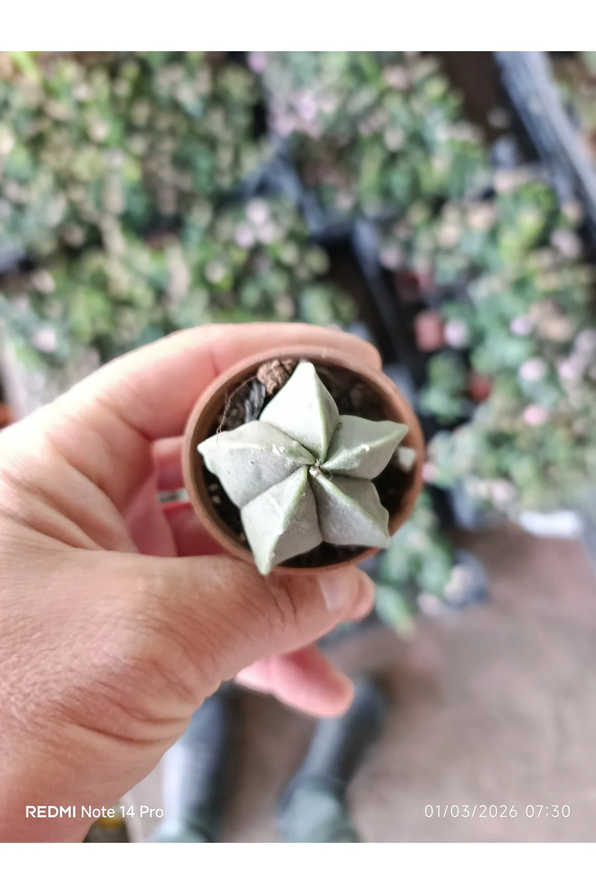 Yıldız Formlu Nadir Sukulent – Geometrik Mini Kaktüs 5,5 cm Saksı