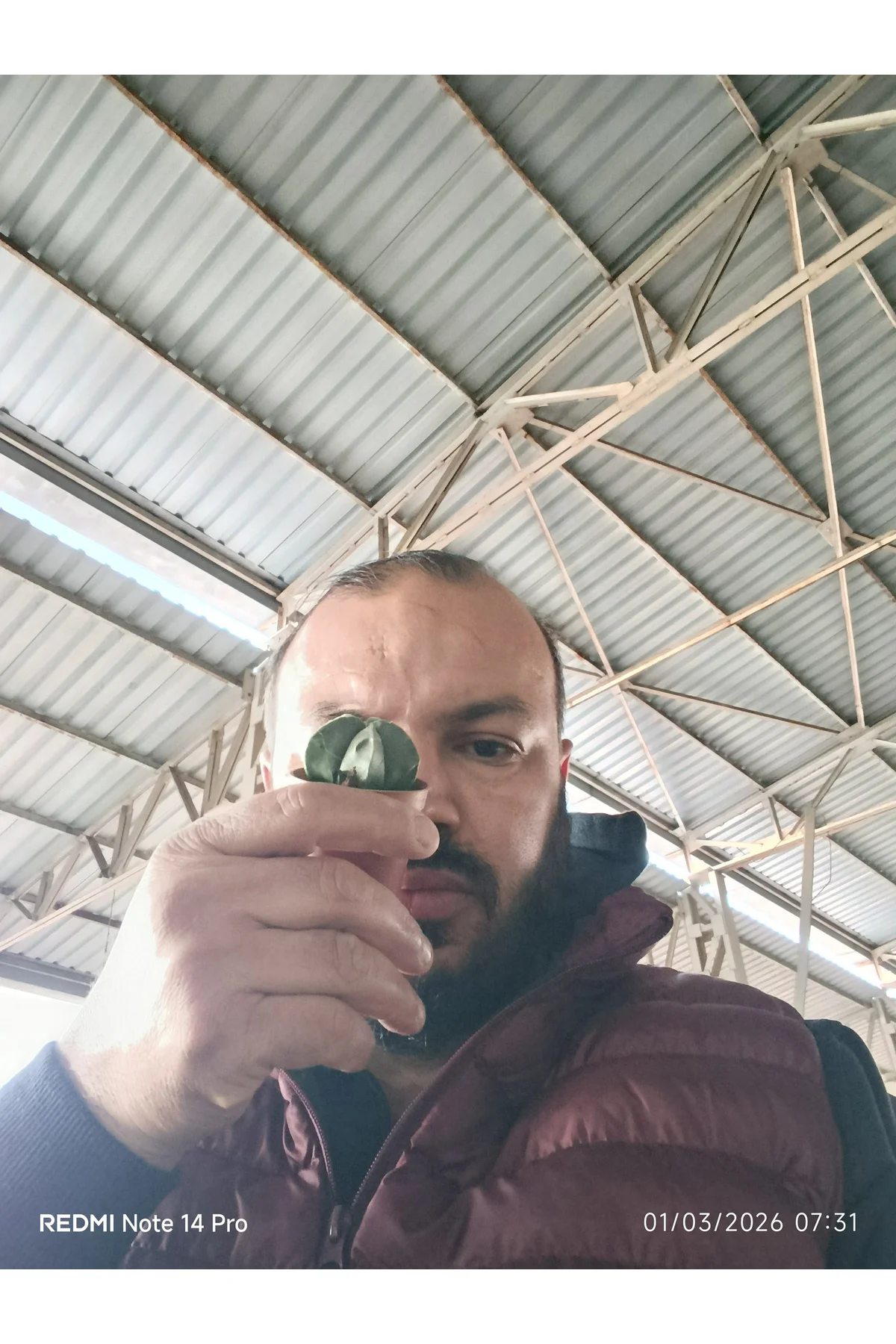 Yıldız Formlu Nadir Sukulent – Geometrik Mini Kaktüs 5,5 cm Saksı