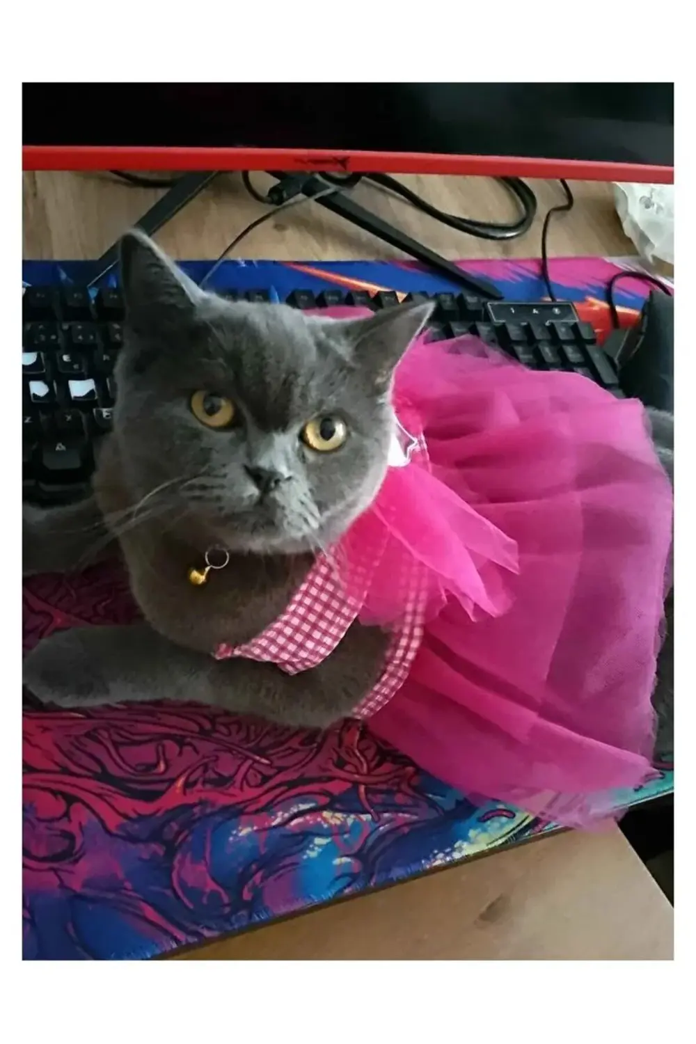 Yıldızlı Pembe Kareli Tüllü Kedi ve Köpek Kıyafeti Elbisesi