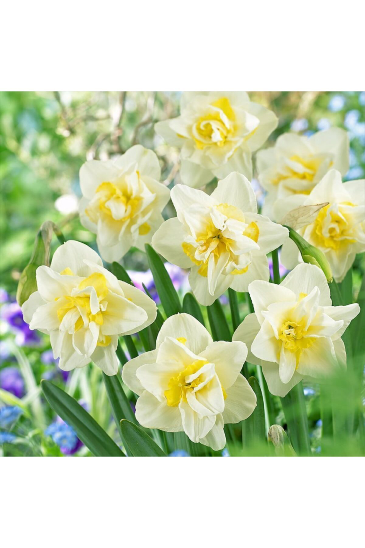 Yoğun Kokulu Katmerli White Leon Nergis Soğanı 5 Adet