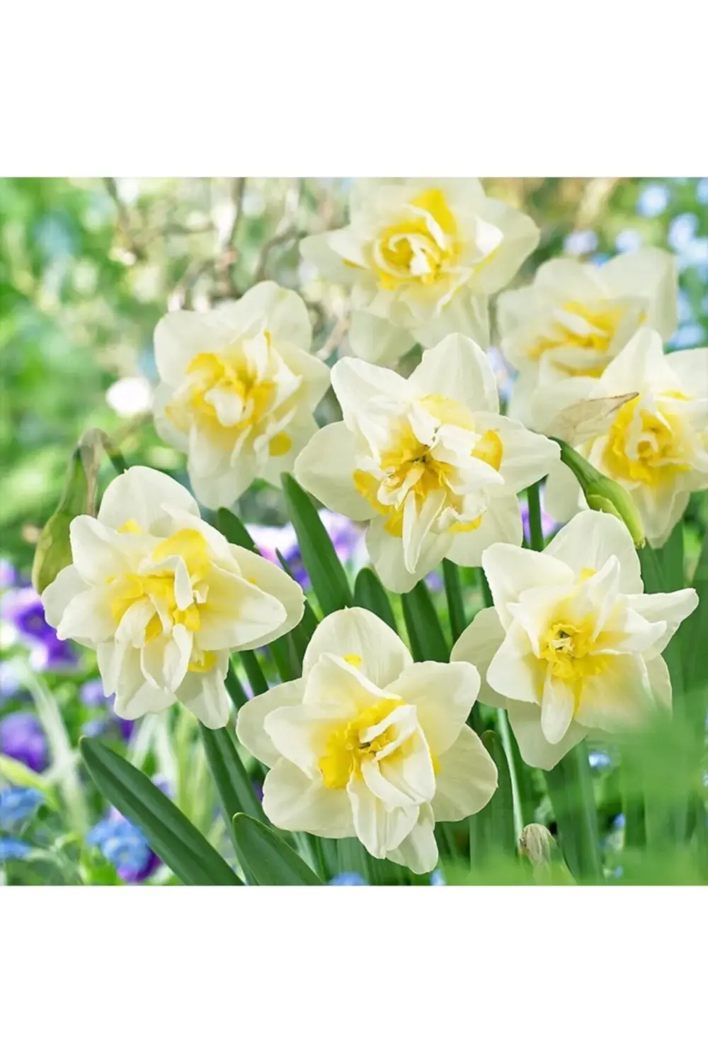 Yoğun Kokulu Katmerli White Leon Nergis Soğanı 5 Adet