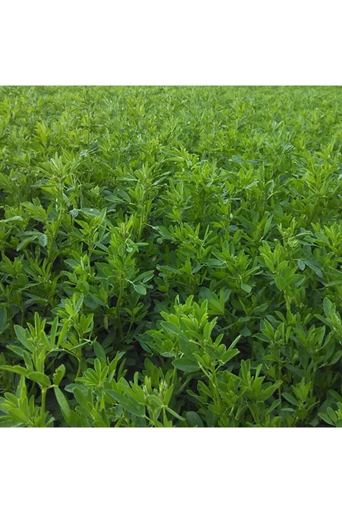 Tohumgübre Yonca Tohumu 20.000 Adet