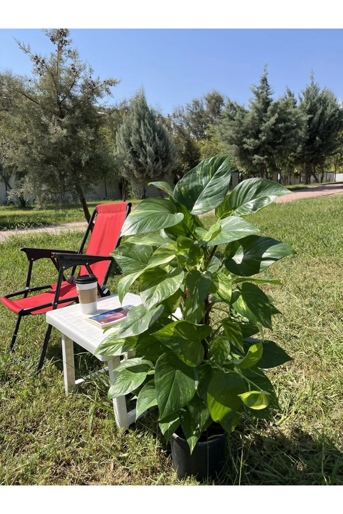 Yosun Gövdeli Patos Salon Sarmaşığı-golden Pothos- Dolgun Form Xl+ Euphorbia Kaktüs HEDİYELİ Fiyatı, Yorumları ve Özellikleri