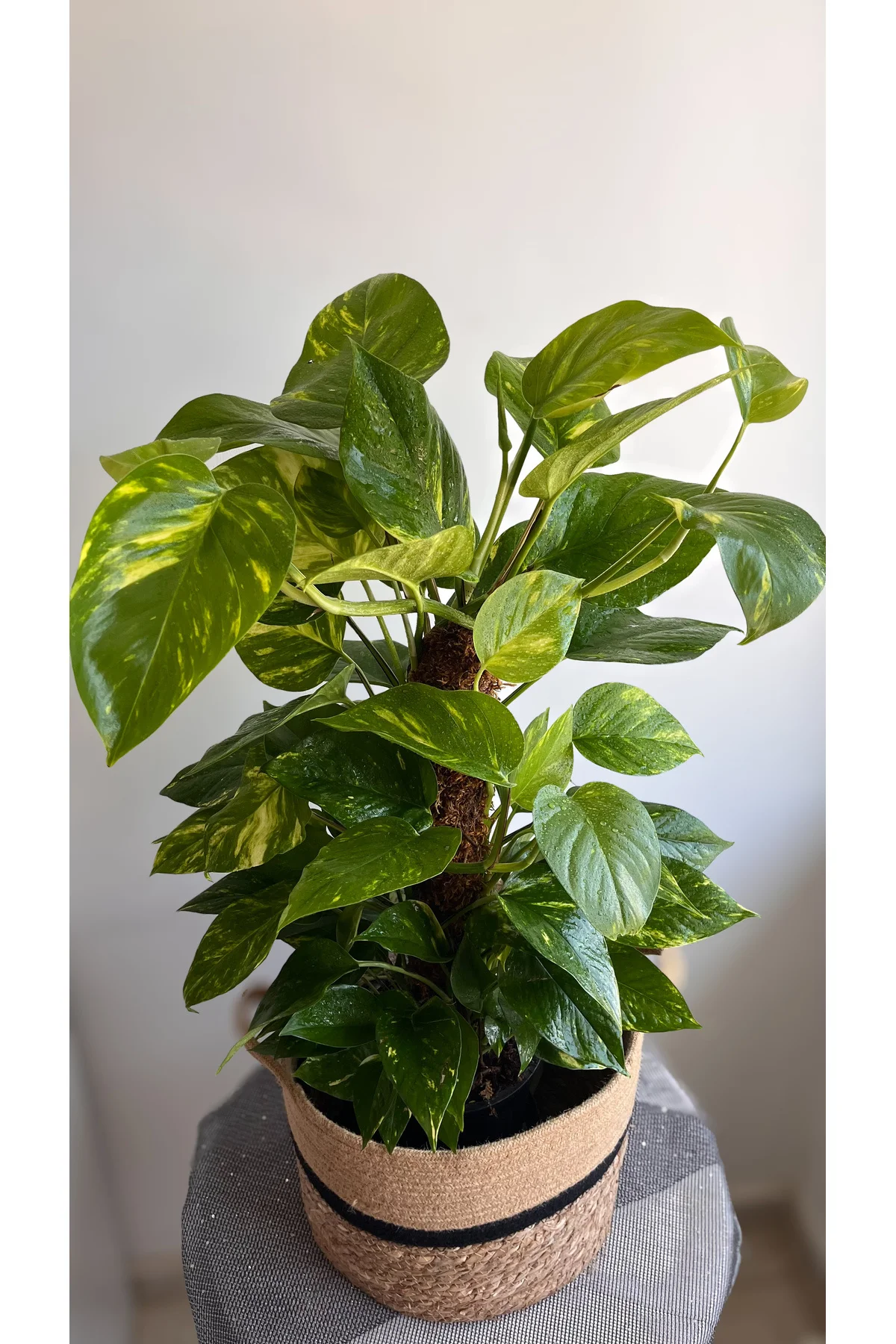 Yosun Gövdeli Patos Salon Sarmaşığı-golden Pothos- Dolgun Form Xl+ Euphorbia Kaktüs HEDİYELİ - Görsel 3