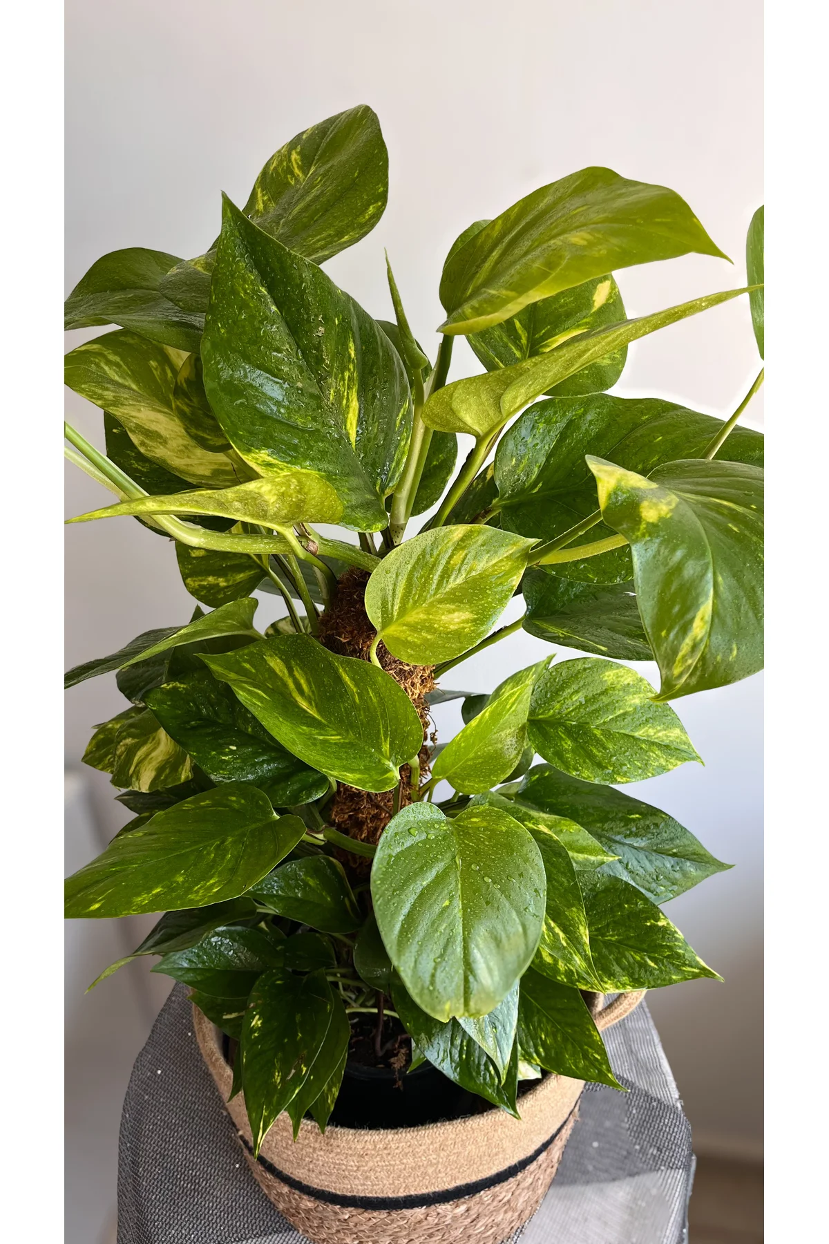 Yosun Gövdeli Patos Salon Sarmaşığı-golden Pothos- Dolgun Form Xl+ Euphorbia Kaktüs HEDİYELİ Fiyatı, Yorumları ve Özellikleri