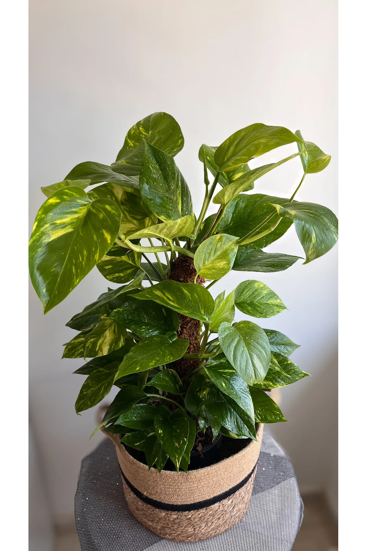 Yosun Gövdeli Patos Salon Sarmaşığı-golden Pothos- Dolgun Form Xl+ Euphorbia Kaktüs HEDİYELİ Fiyatı, Yorumları ve Özellikleri