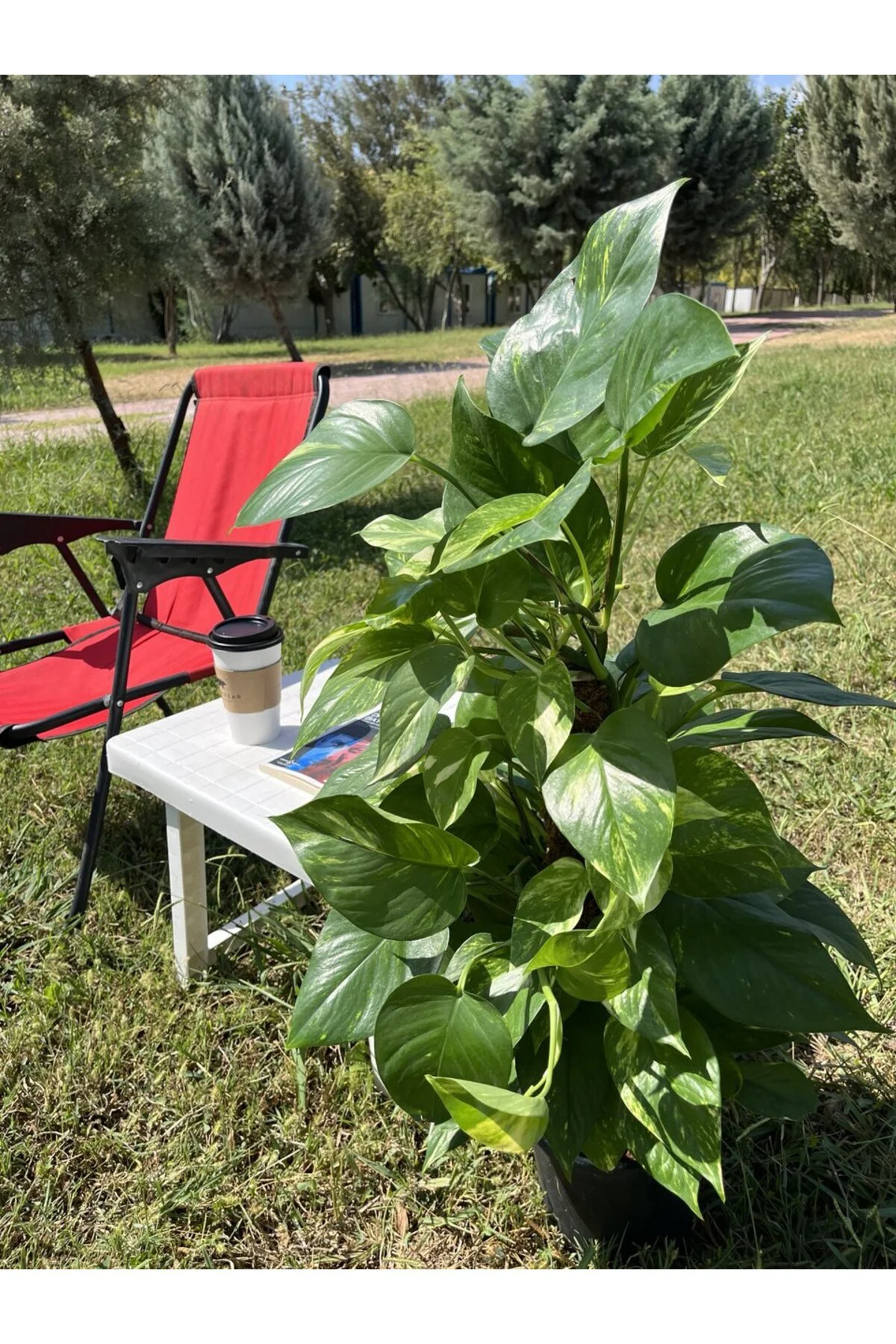 Yosun Gövdeli Patos Salon Sarmaşığı-golden Pothos- Dolgun Form Xl+ Euphorbia Kaktüs HEDİYELİ Fiyatı, Yorumları ve Özellikleri