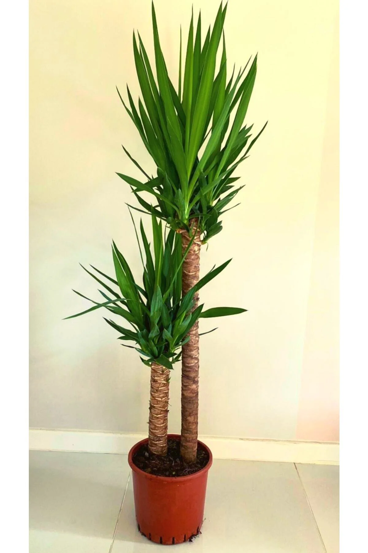 Yucca 140 Cm Çift Köklü
