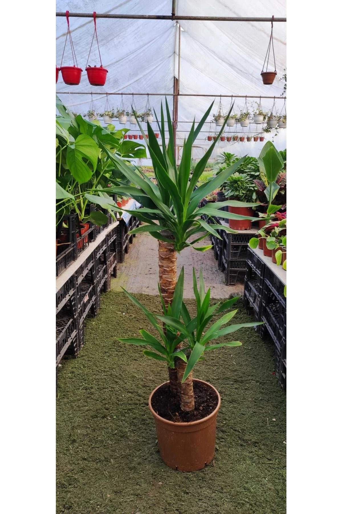 Yucca 2 Gövde ( Ev Ofis Salon Iç Mekan Bitkisi ) - ( 100 Cm - 20 