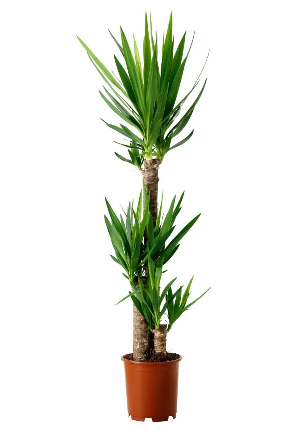 Yucca 2 Gövde - Yuka Çiçeği - Ev Ofis Salon Iç Mekan Bitkisi - Ø:
