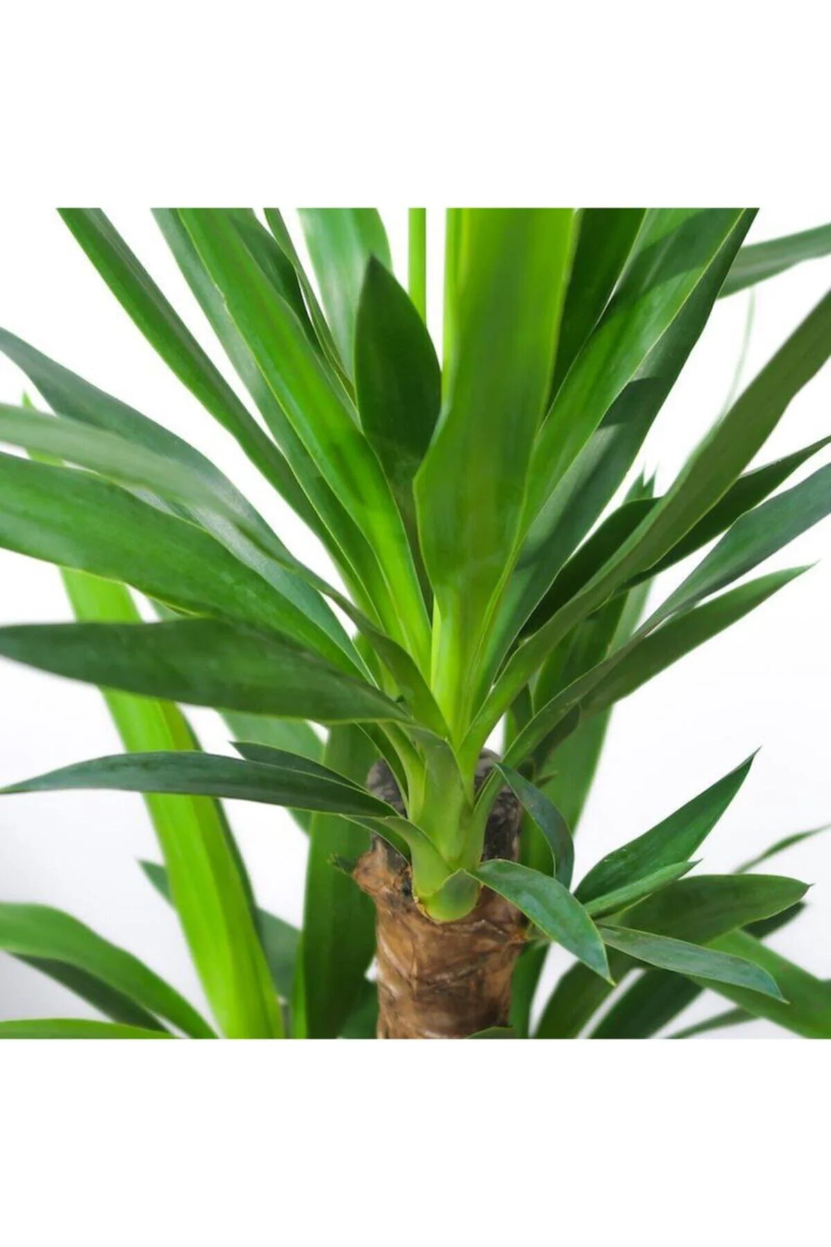 Yucca 2 Gövde - Yuka Çiçeği - Ev Ofis Salon Iç Mekan Bitkisi - Ø: