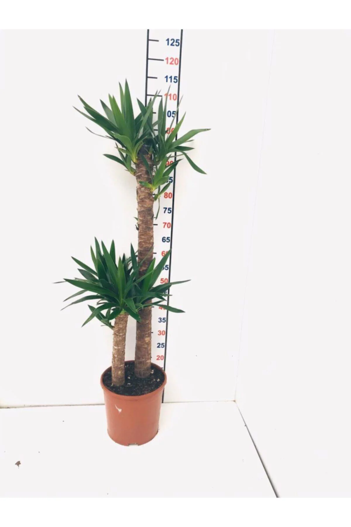 Yucca 2'li Saksılı Çiçek 110-120cm