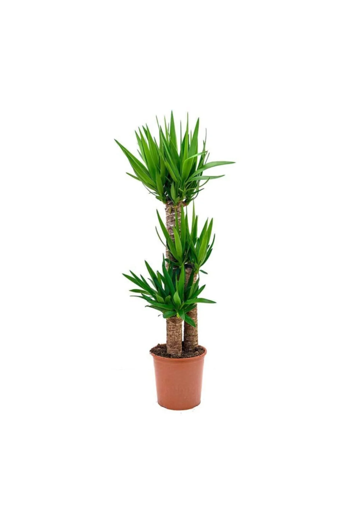 Yucca 3 Gövdeli (yuka) 120-140c-ev Bitkisi-salon Bitkisi-iç Mekan Bitkisi Yucca 3 Gövdeli (yuka) 120-140c-ev Bitkisi-salon Bitkisi-iç Mekan Bitkisi