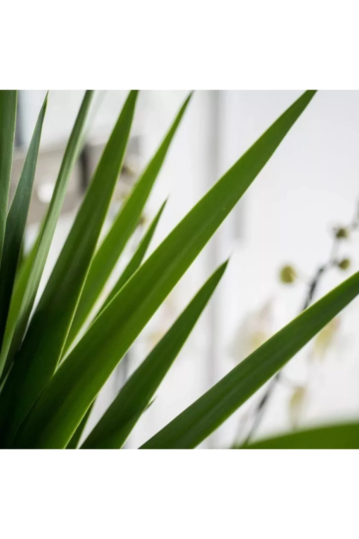 Yucca 3 Gövdeli (yuka) 120-140c-ev Bitkisi-salon Bitkisi-iç Mekan Bitkisi Yucca 3 Gövdeli (yuka) 120-140c-ev Bitkisi-salon Bitkisi-iç Mekan Bitkisi