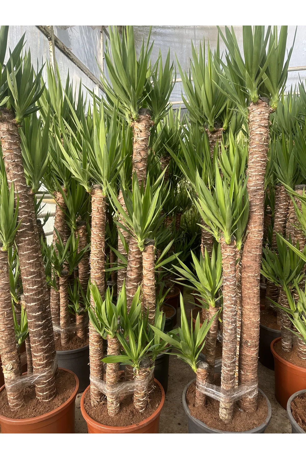 Yucca 5 köklü Fiyatı, Yorumları ve Özellikleri
