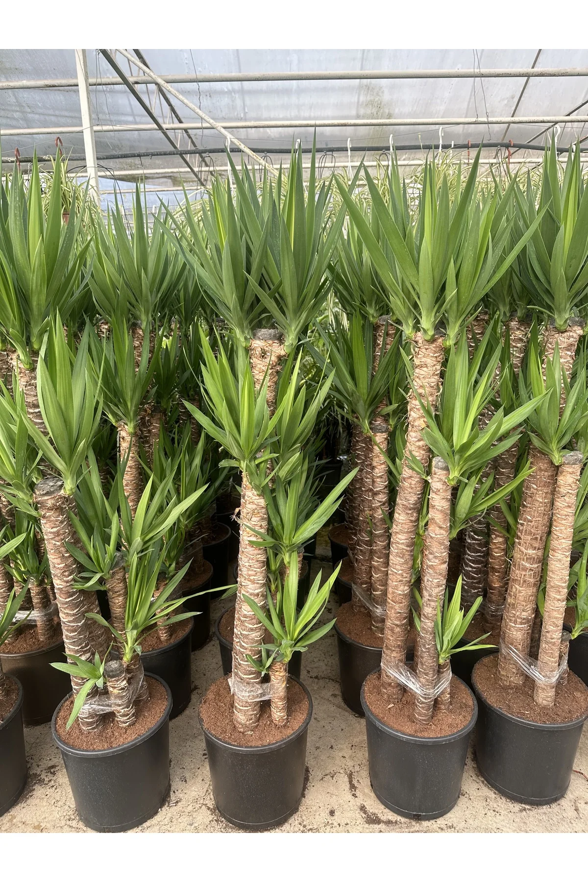Yucca 5 köklü Fiyatı, Yorumları ve Özellikleri