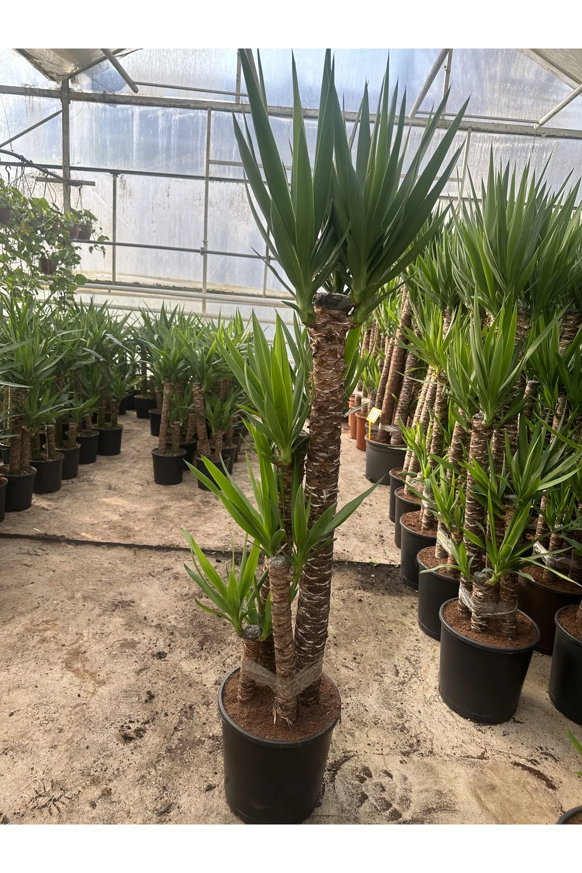 Yucca 5 köklü Fiyatı, Yorumları ve Özellikleri