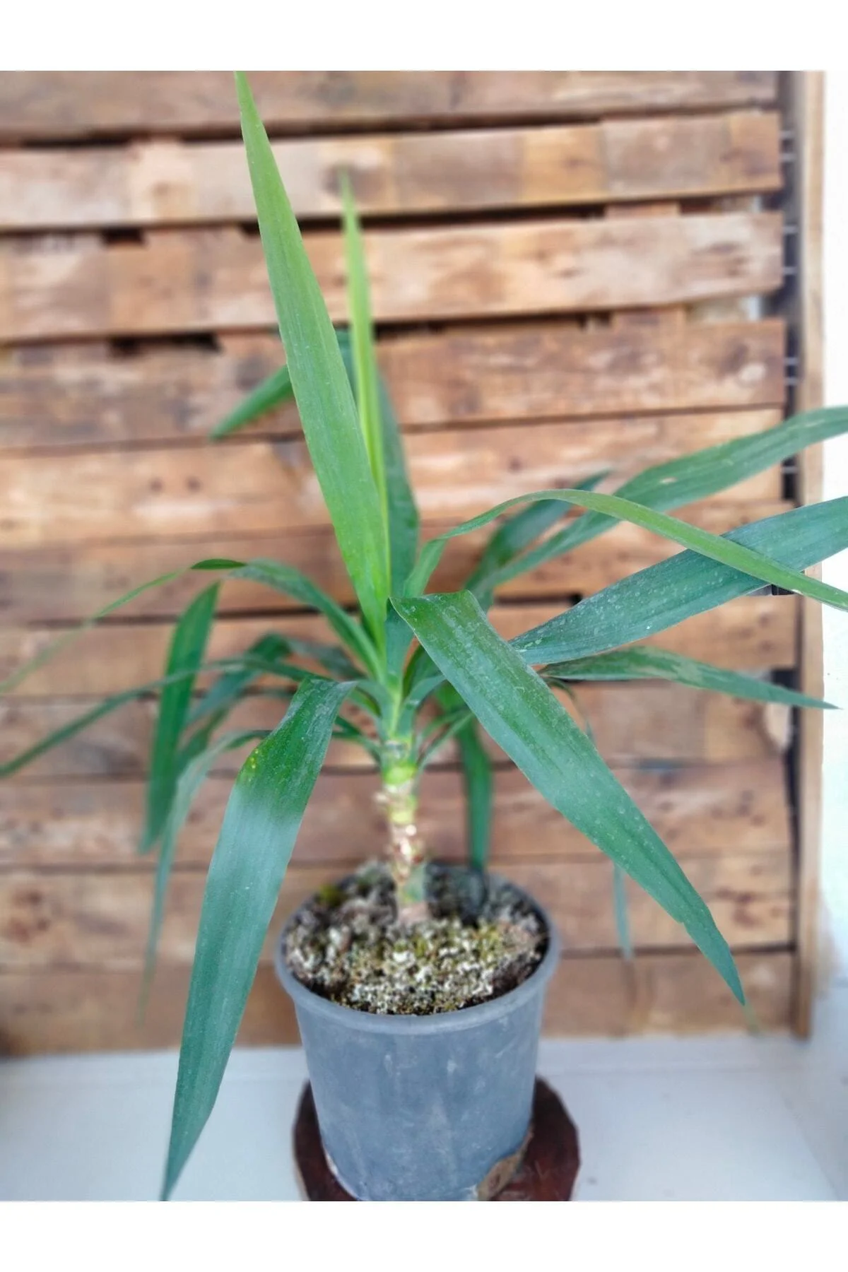 Yucca Avize Bitkisi Iç Mekan Dış Mekan Bitkileri