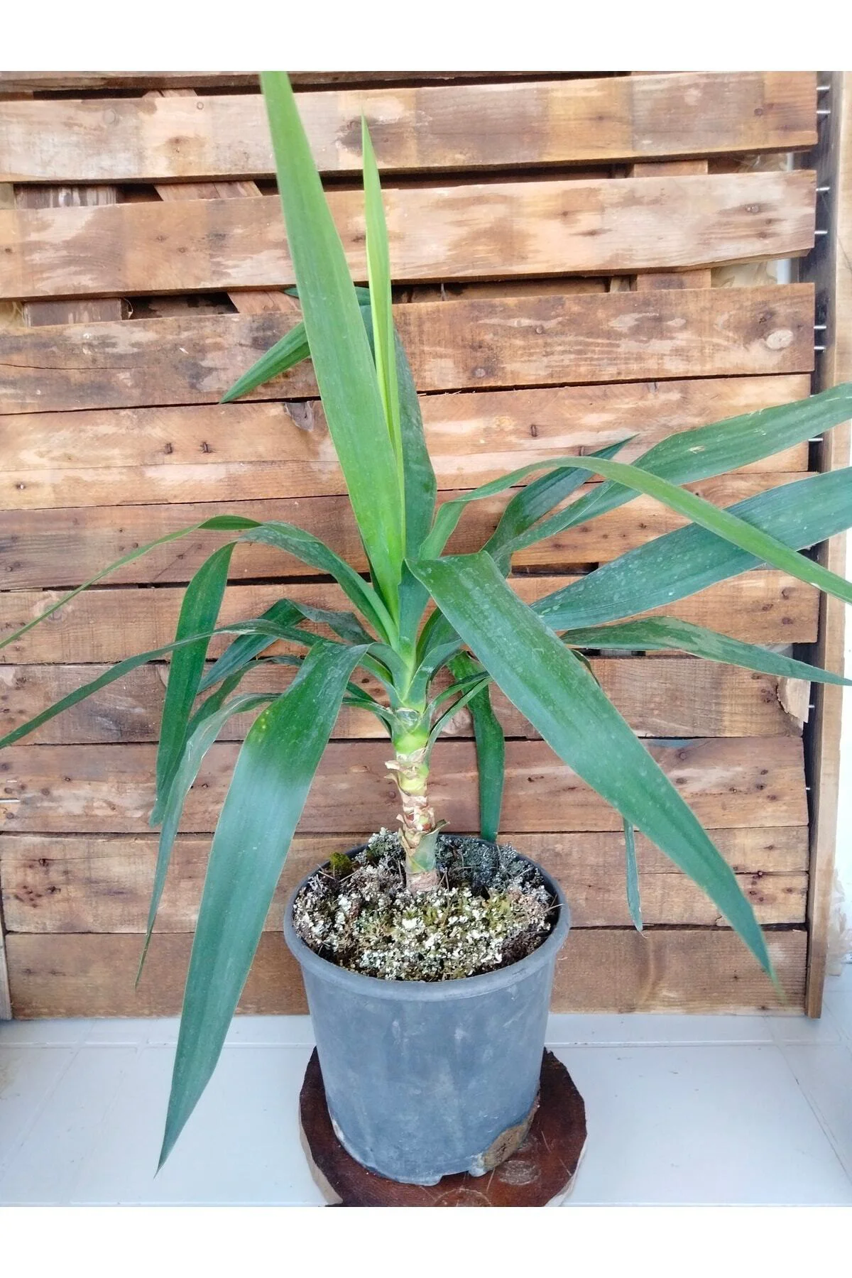 Yucca Avize Bitkisi Iç Mekan Dış Mekan Bitkileri