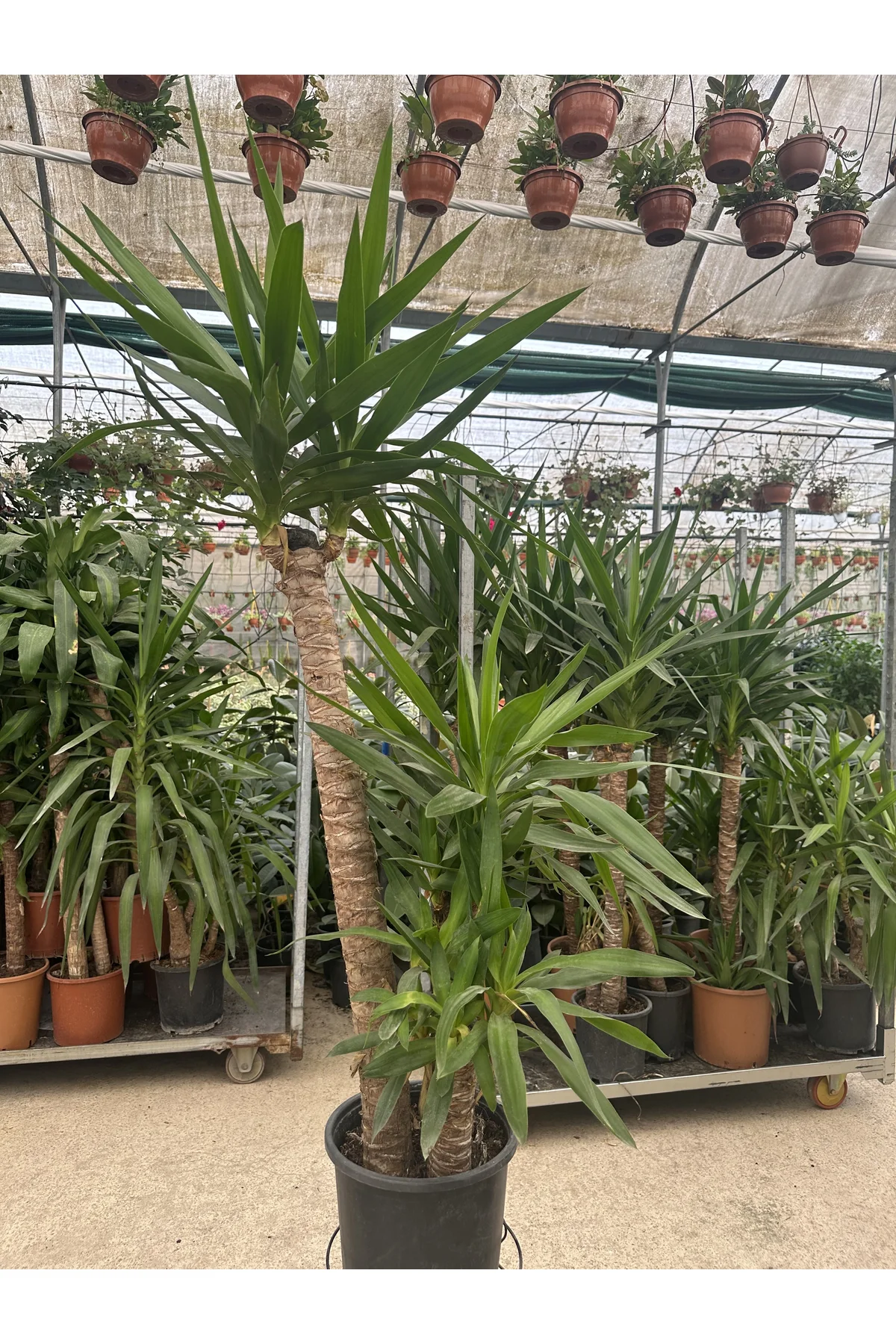 Yucca Avize Çiçeği 3'lü Dikim 40-70-120 cm