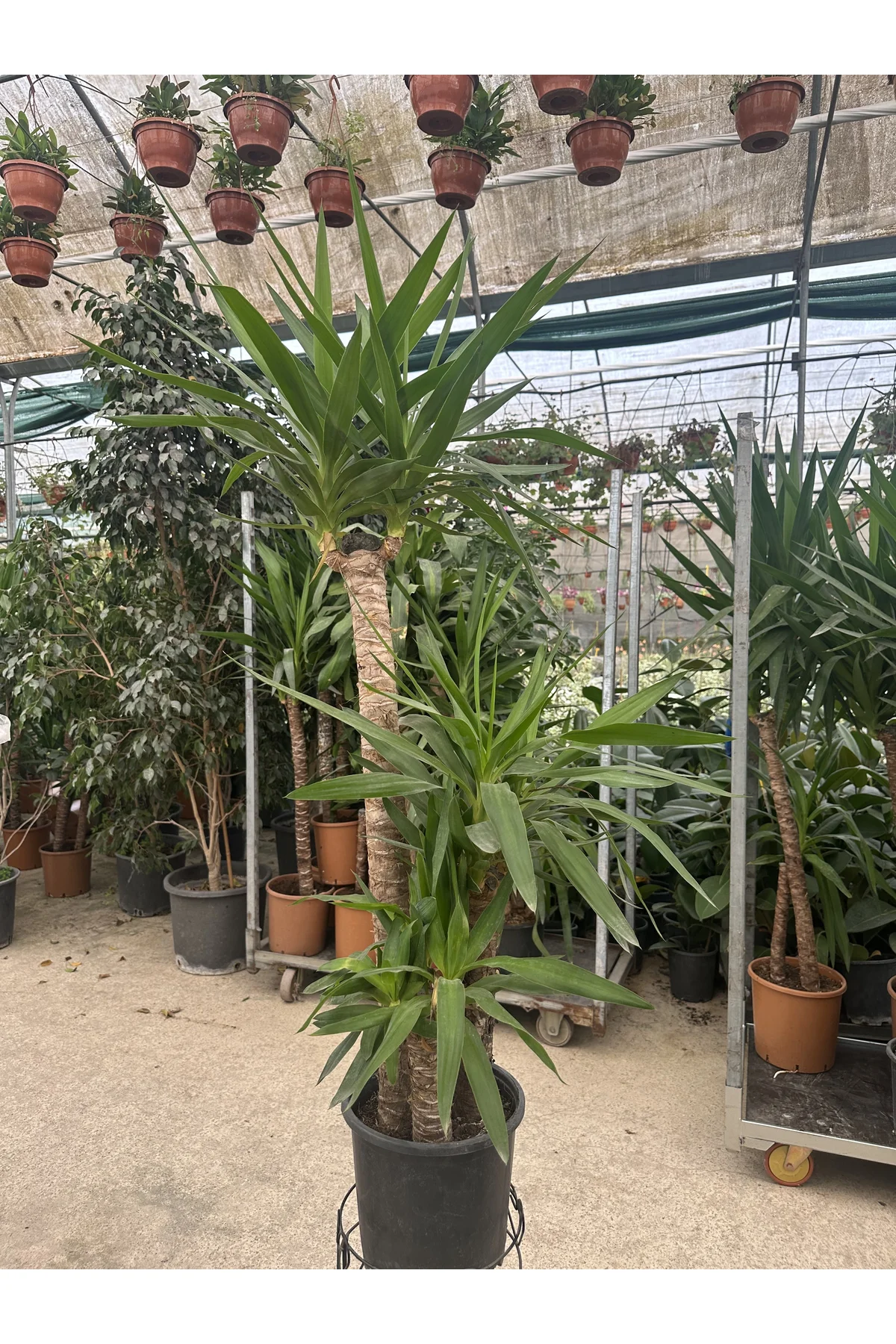 Yucca Avize Çiçeği 3'lü Dikim 40-70-120 cm
