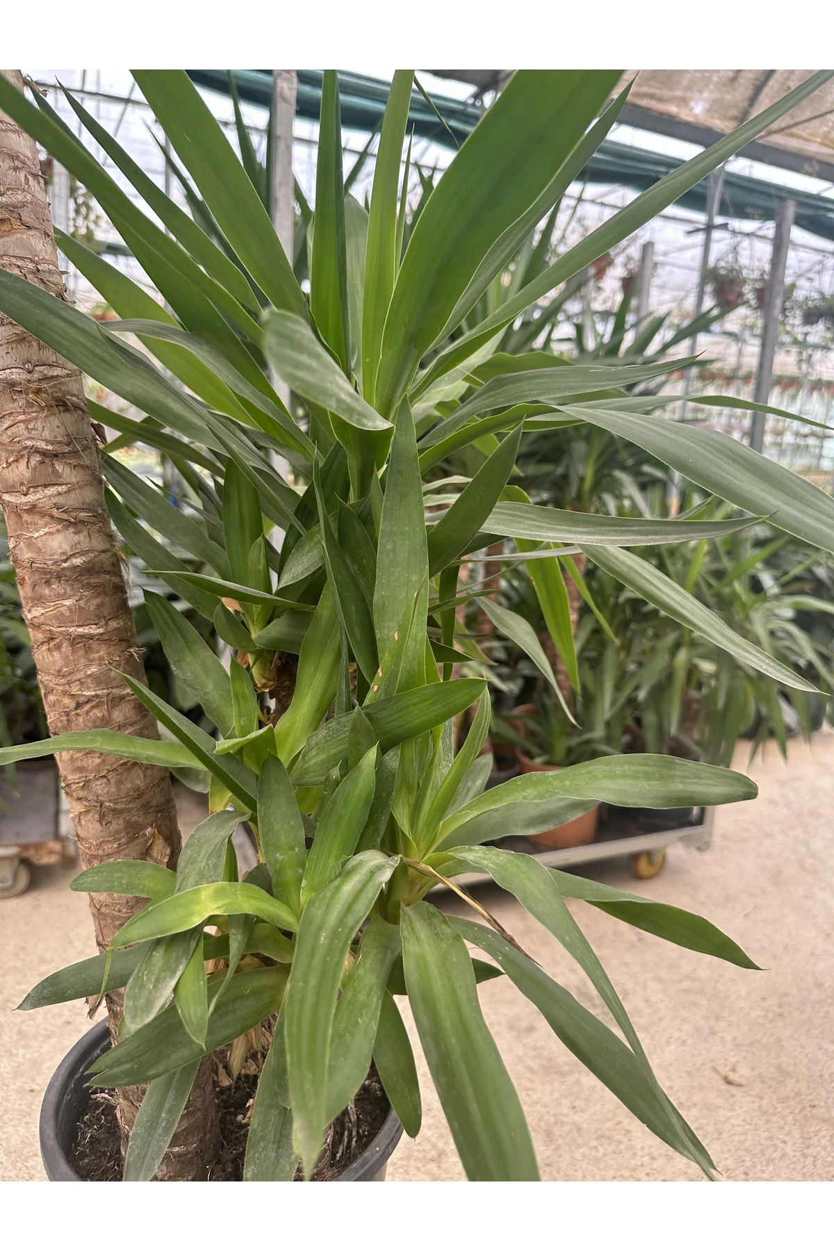 Yucca Avize Çiçeği 3'lü Dikim 40-70-120 cm