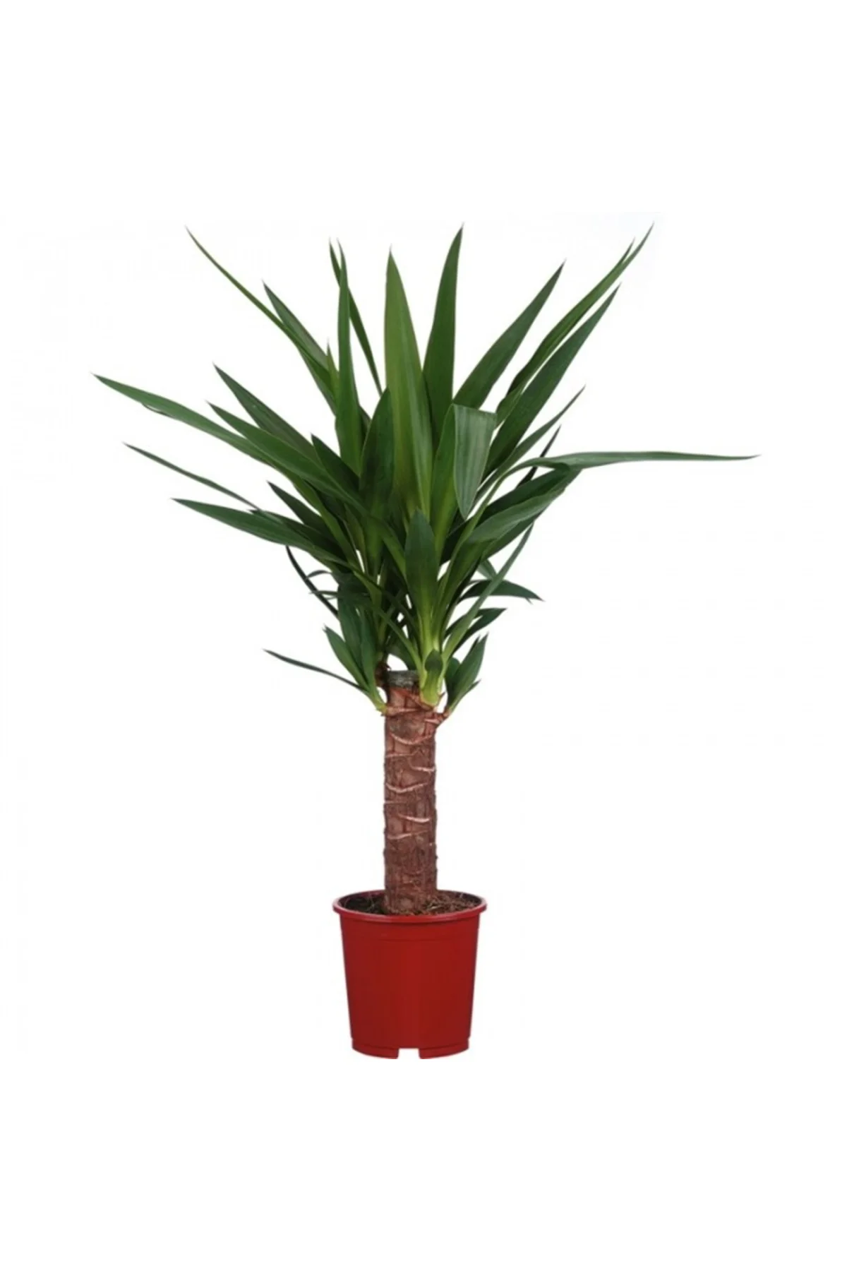 Yucca Bitkisi Tek Gövdeli 50-60cm Yucca Bitkisi Tek Gövdeli 50-60cm