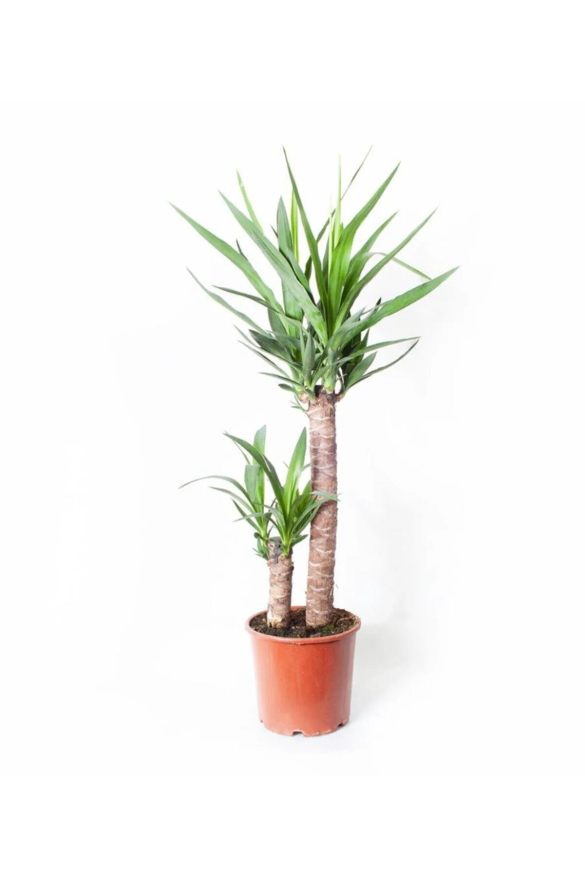 Yucca Bitkisi / Yuka Bitkisi (2 GÖVDELİ-100 CM) - Ev Ve Ofis Bitk
