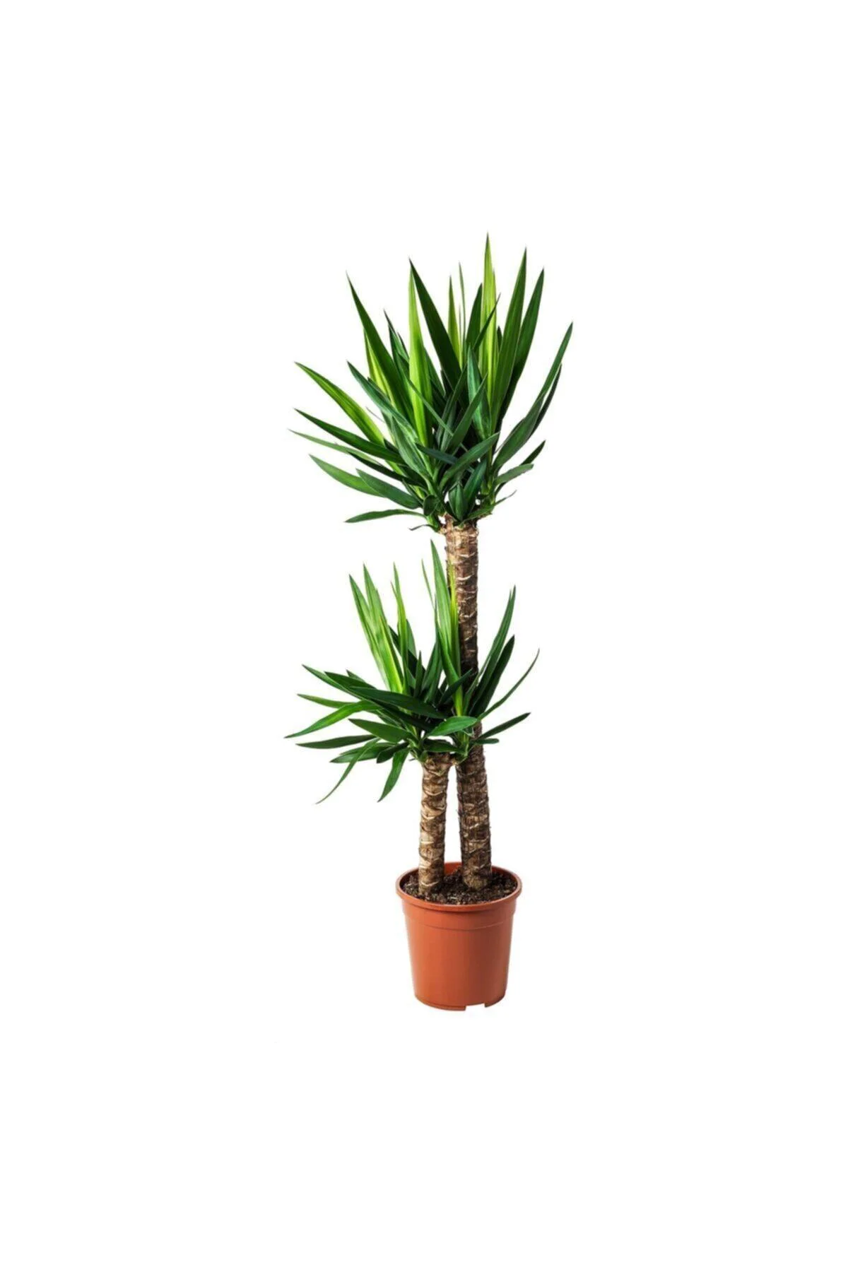 Yucca Çiçeği - Yuka Çiçeği 2 Gövdeli - Ev, Ofis Ve Salon Bitkiler