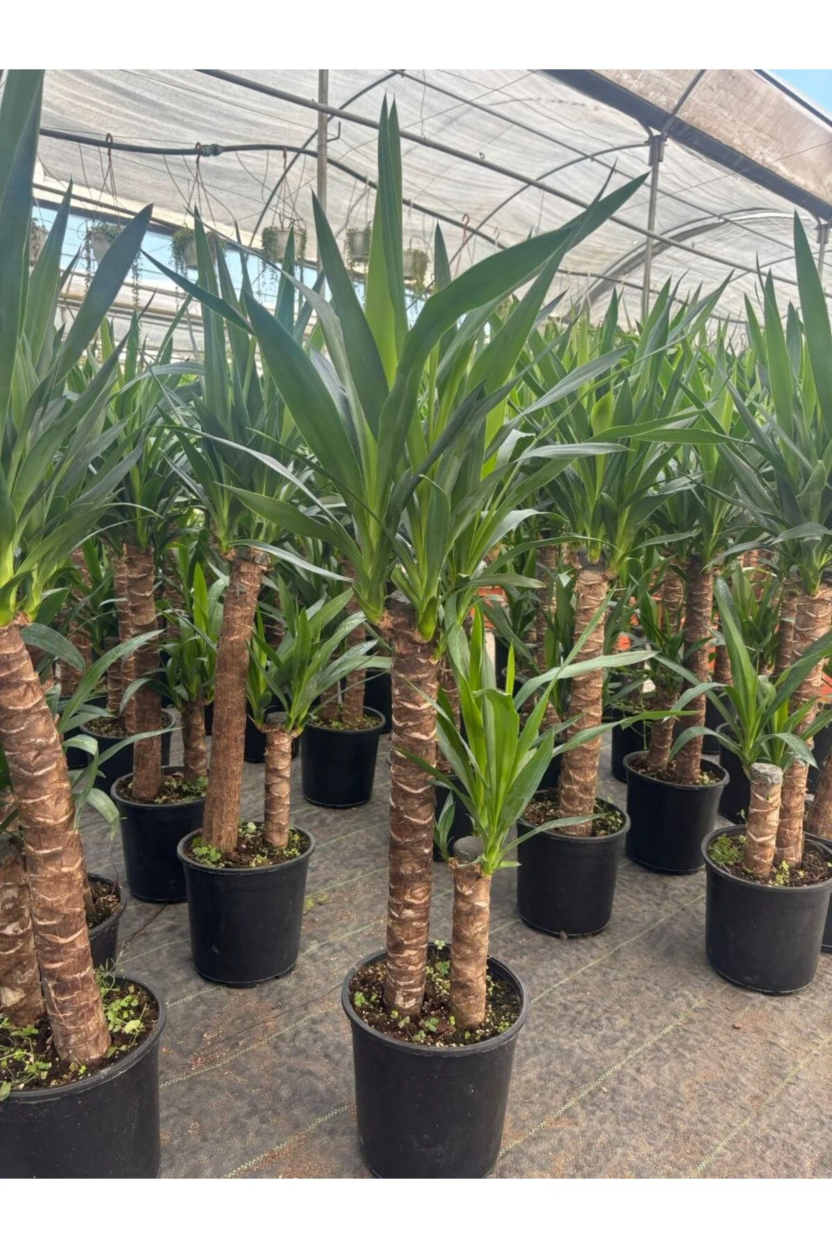 Yucca Elephantipes İki Gövdeli Büyük Boy Canlı Salon Çiçeği Avize