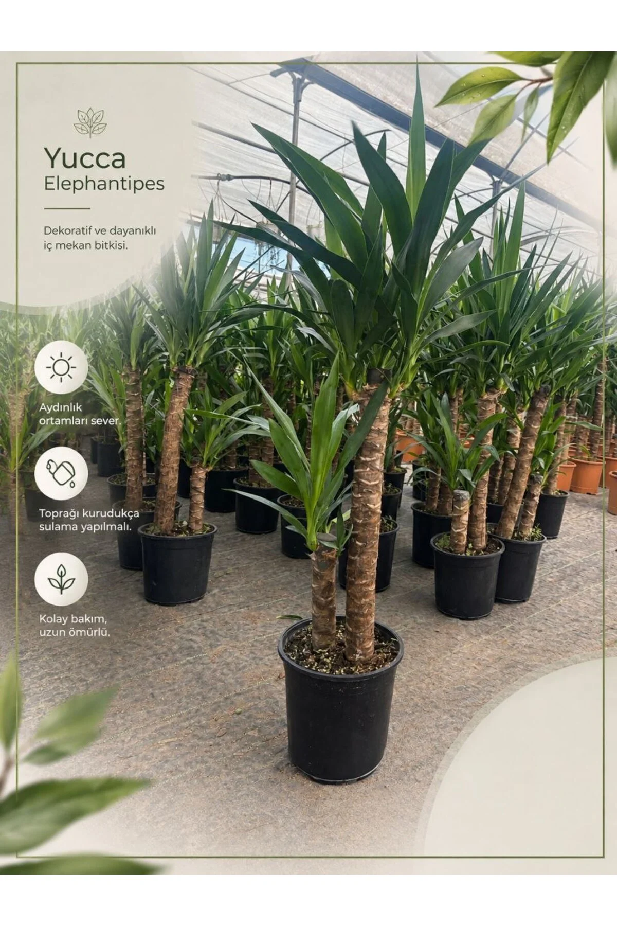 Yucca Elephantipes İki Gövdeli Büyük Boy Canlı Salon Çiçeği Avize