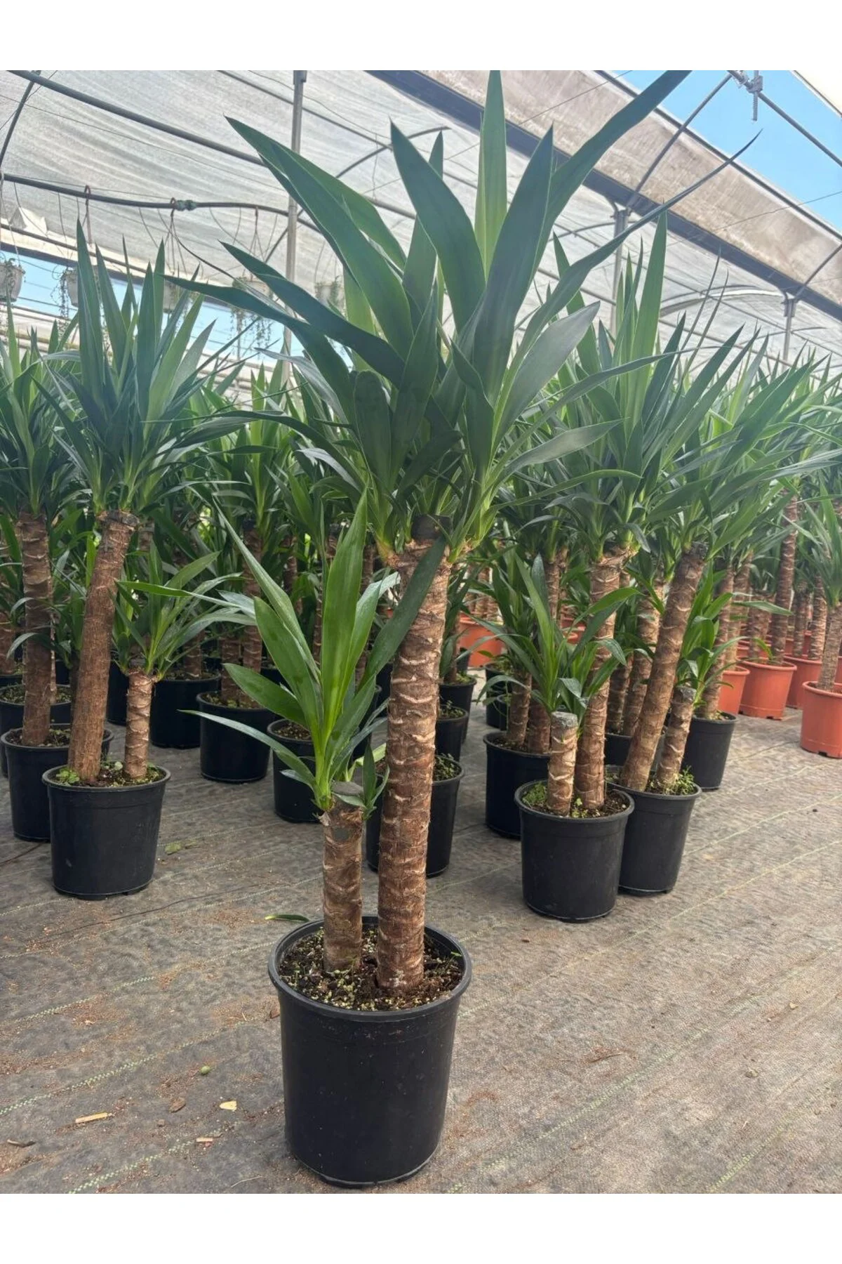 Yucca Elephantipes İki Gövdeli Büyük Boy Canlı Salon Çiçeği Avize