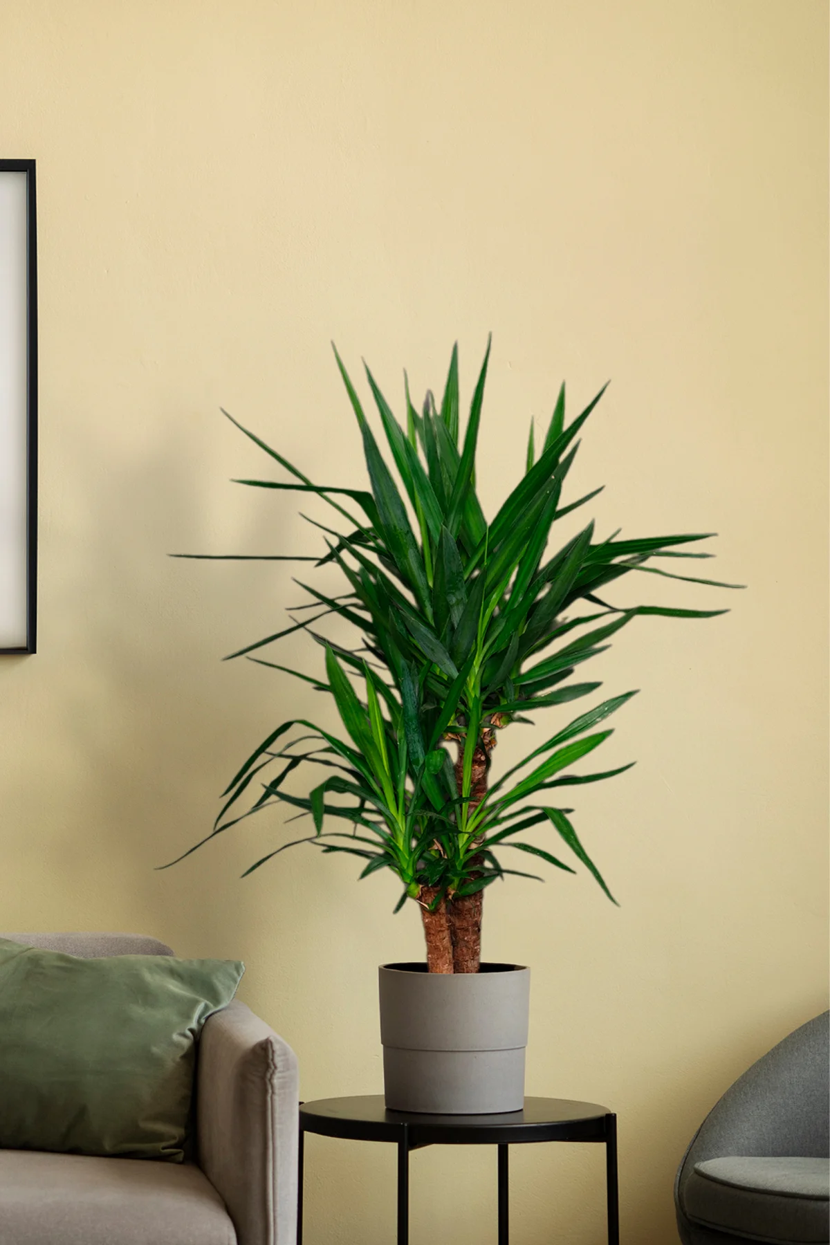 Yucca Elephantipes - Yuka 2 Gövdeli