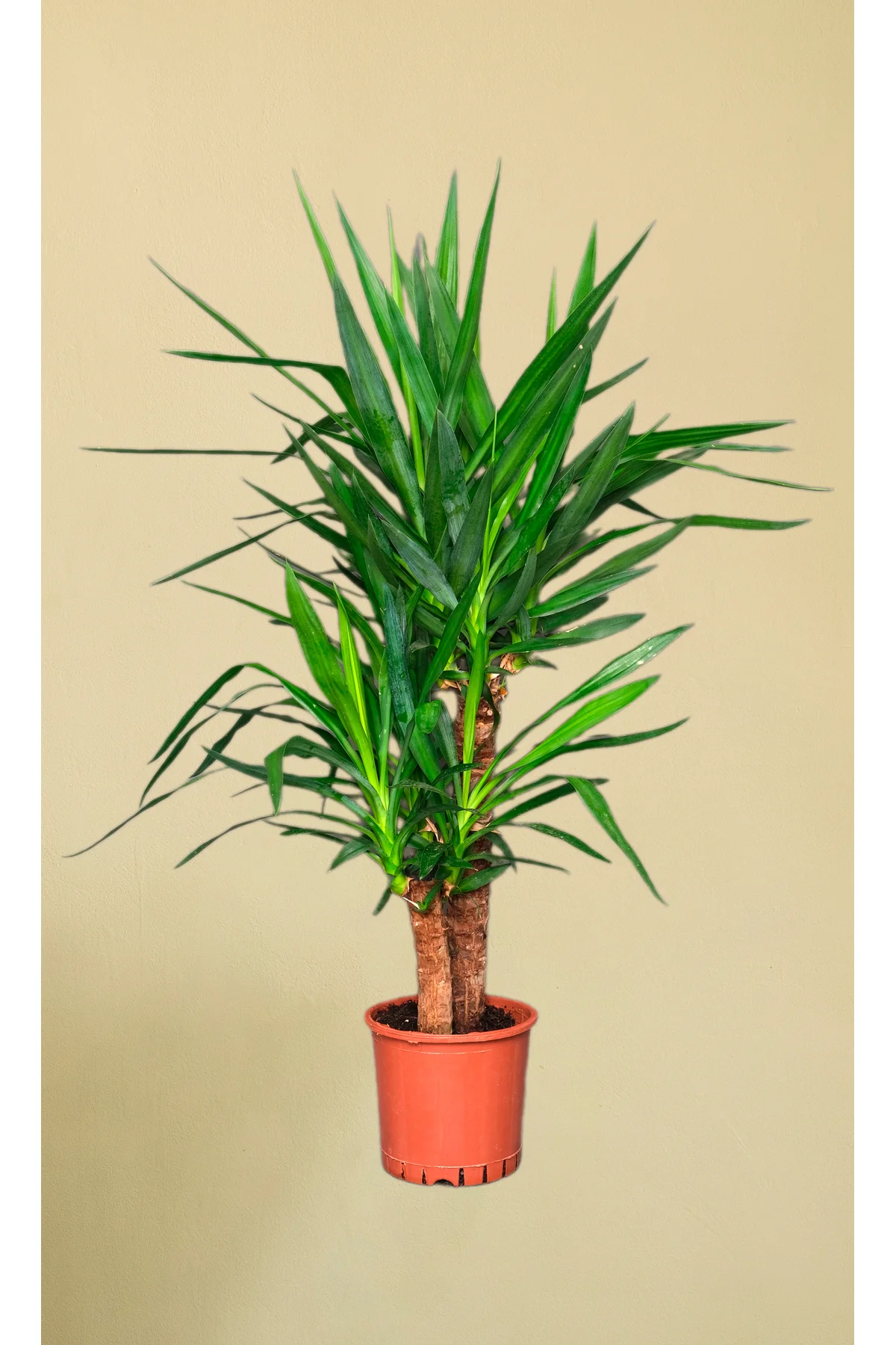 Yucca Elephantipes - Yuka 2 Gövdeli