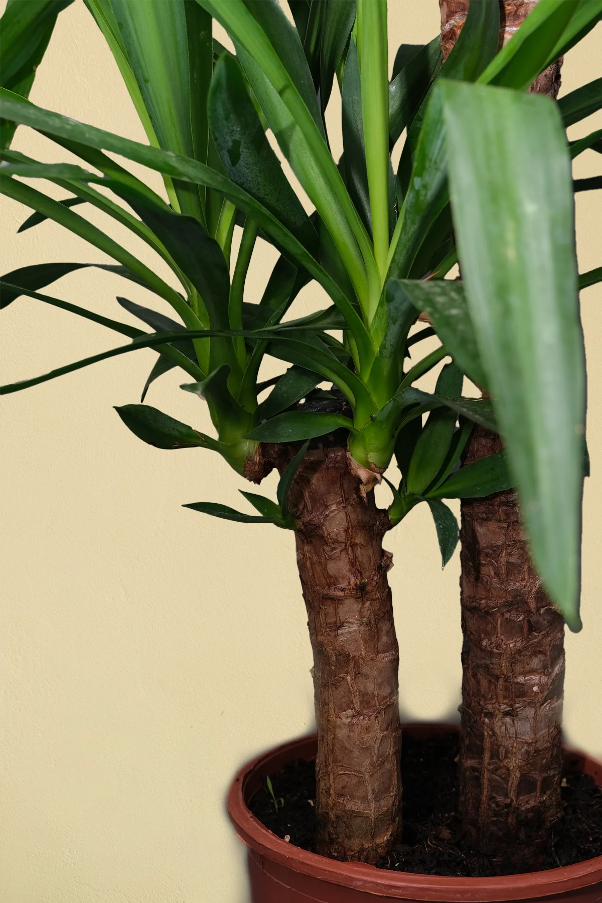 Yucca Elephantipes - Yuka 2 Gövdeli