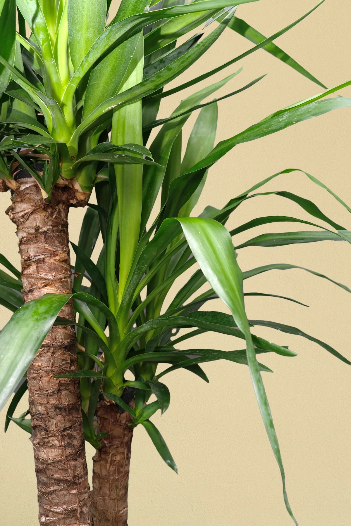 Yucca Elephantipes - Yuka 2 Gövdeli