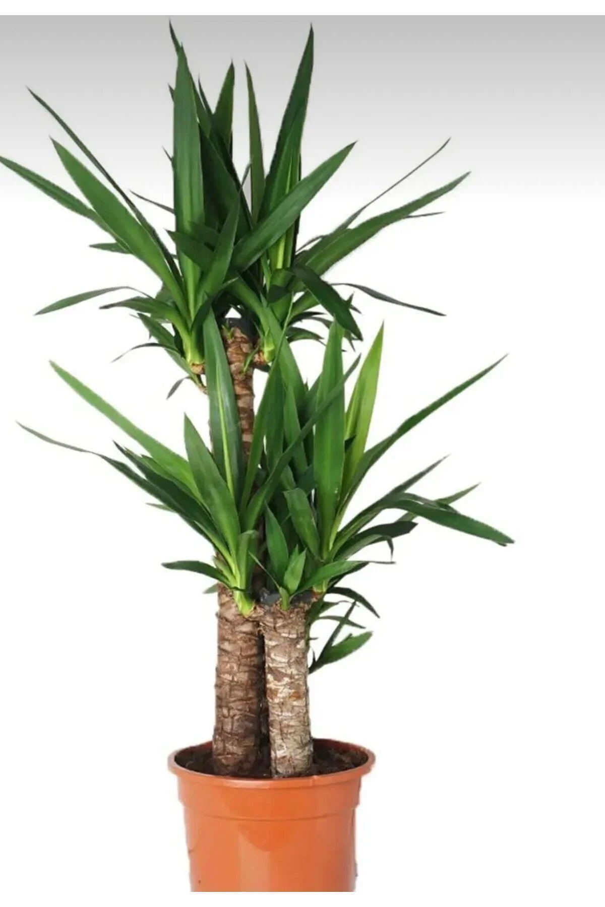 Yucca iki gövde 80-100cm Yucca iki gövde 80-100cm