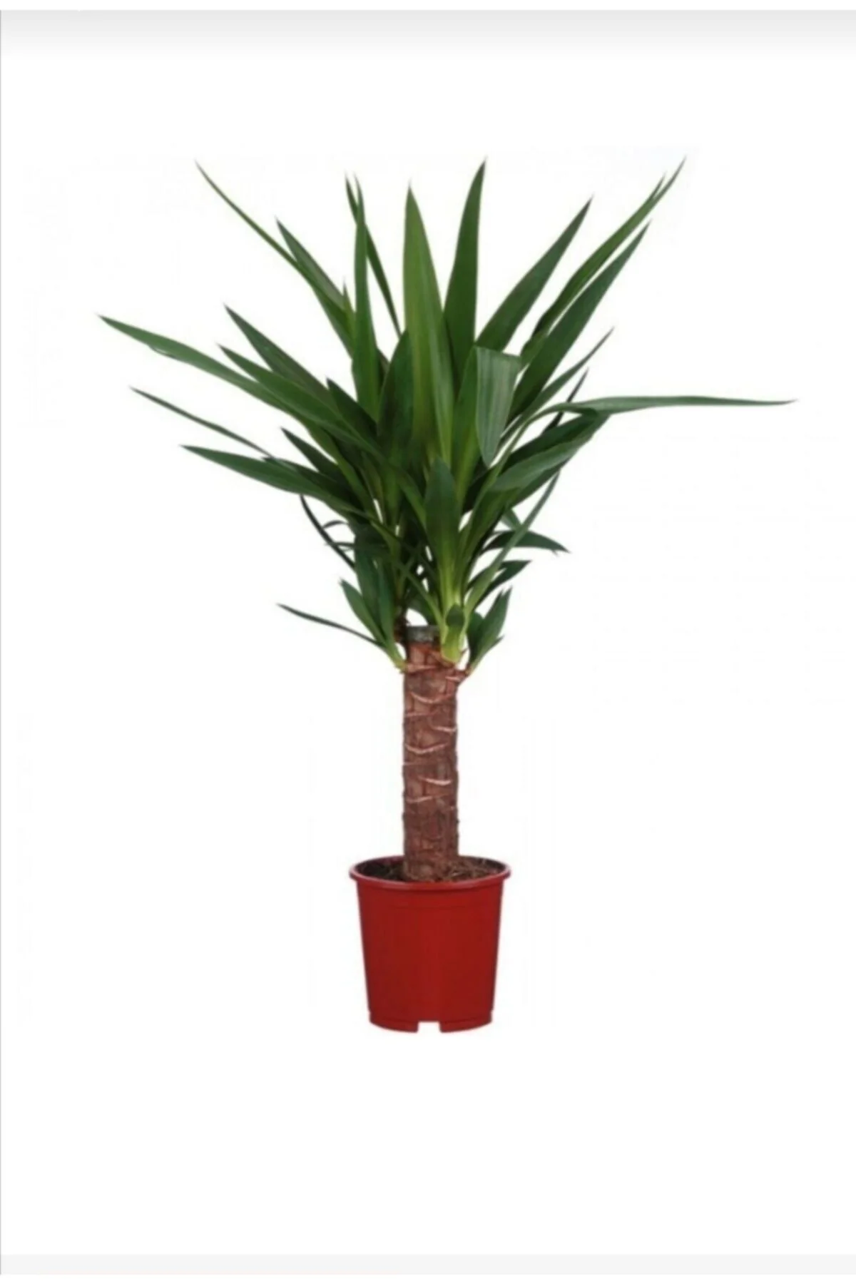 Yucca Jawel Çiçeği Yukka Bitkisi Yuka Çelik Gövde 40 50 Cm Ev Bit