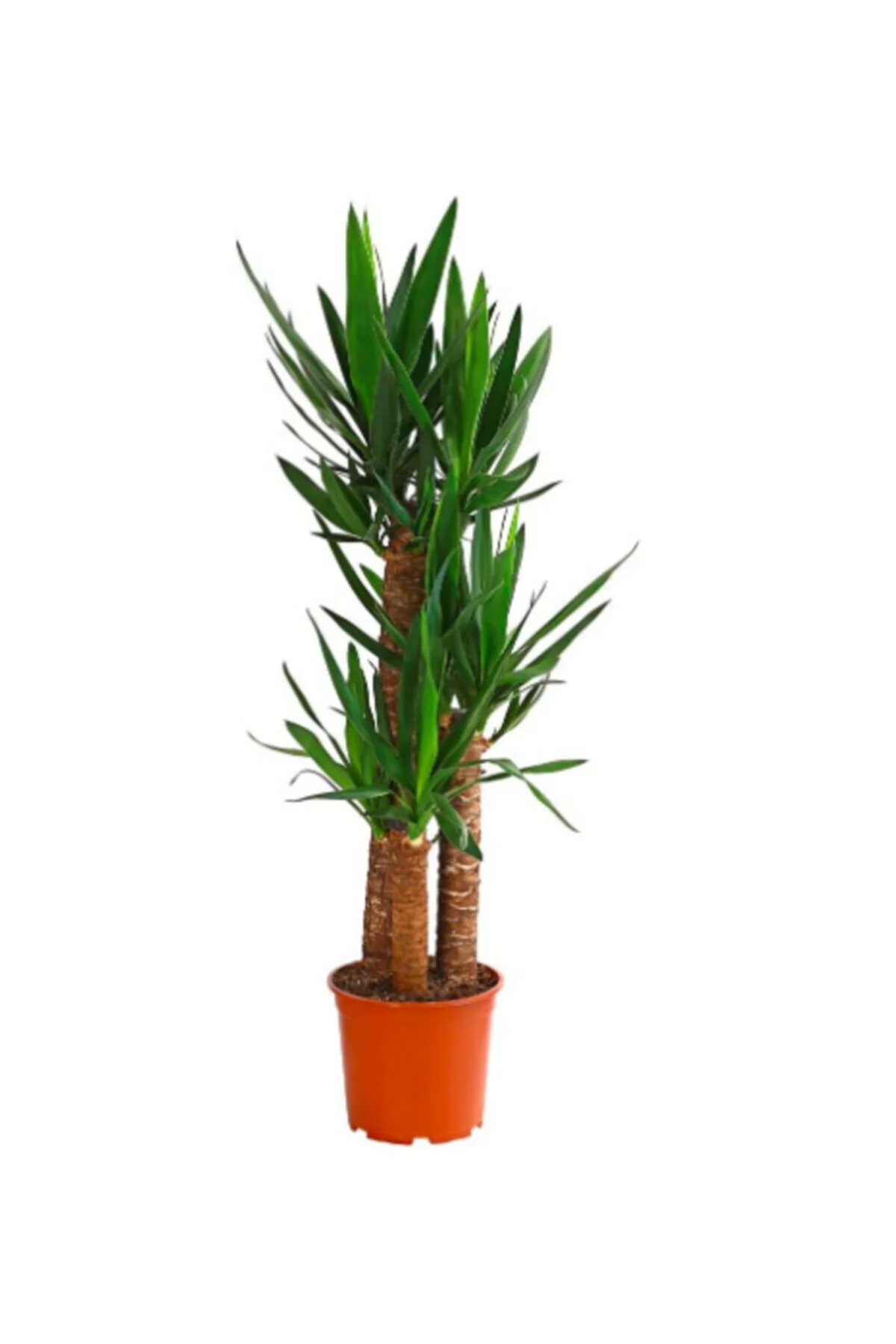 Yucca Massengena 3'lü Yucca Massengena 3'lü