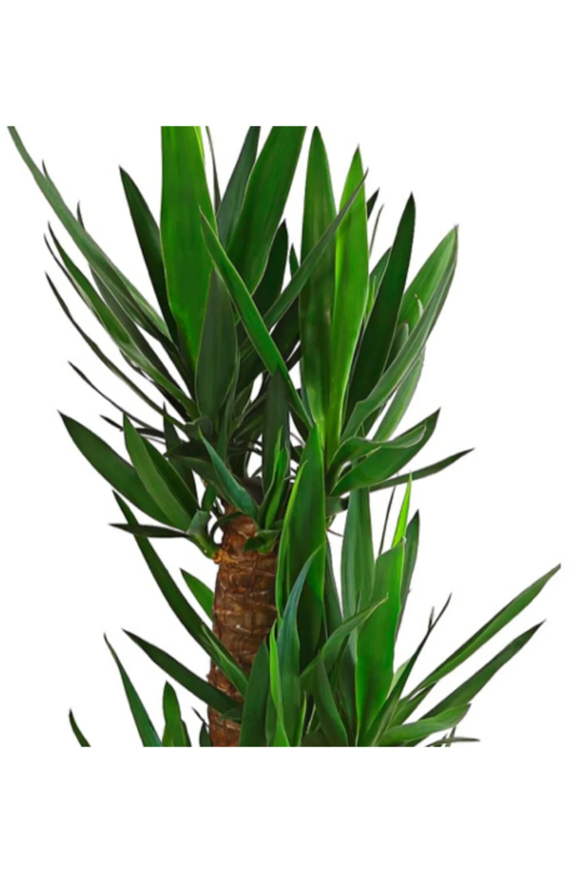 Yucca Massengena 3'lü Yucca Massengena 3'lü