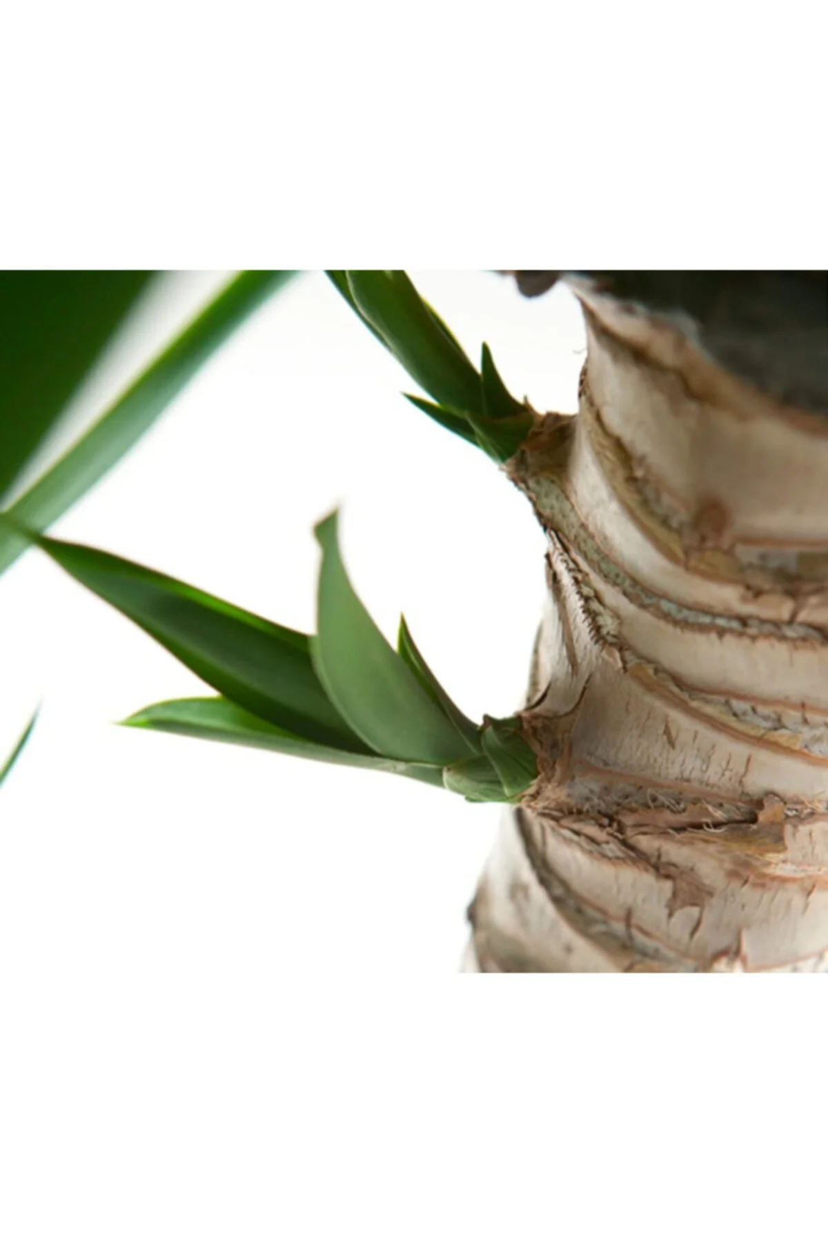 Yucca Massengena 3'lü Yucca Massengena 3'lü