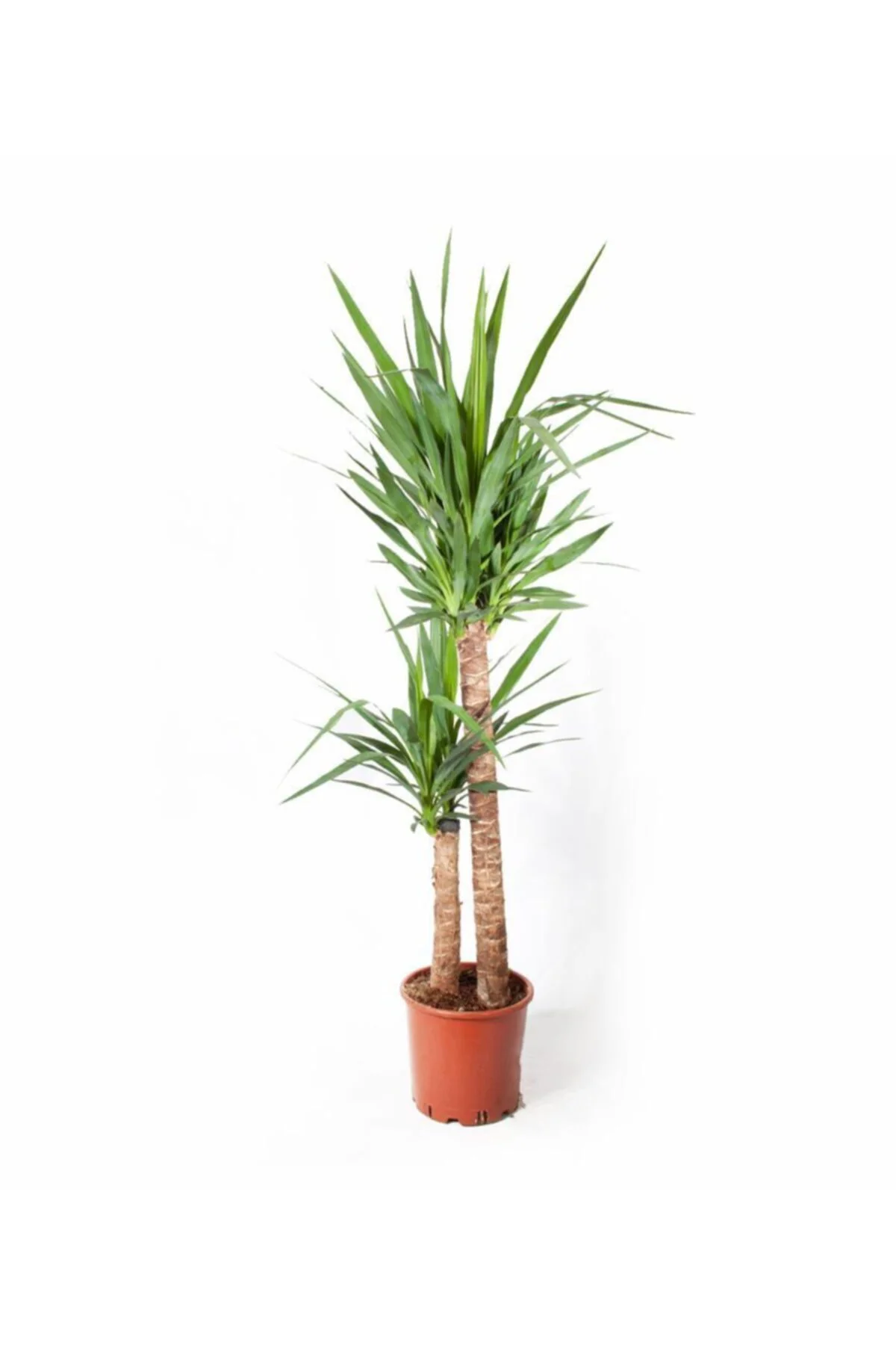 Yucca Massengena - Yuka Bitkisi - 2 Gövdeli 90 - 110 Cm